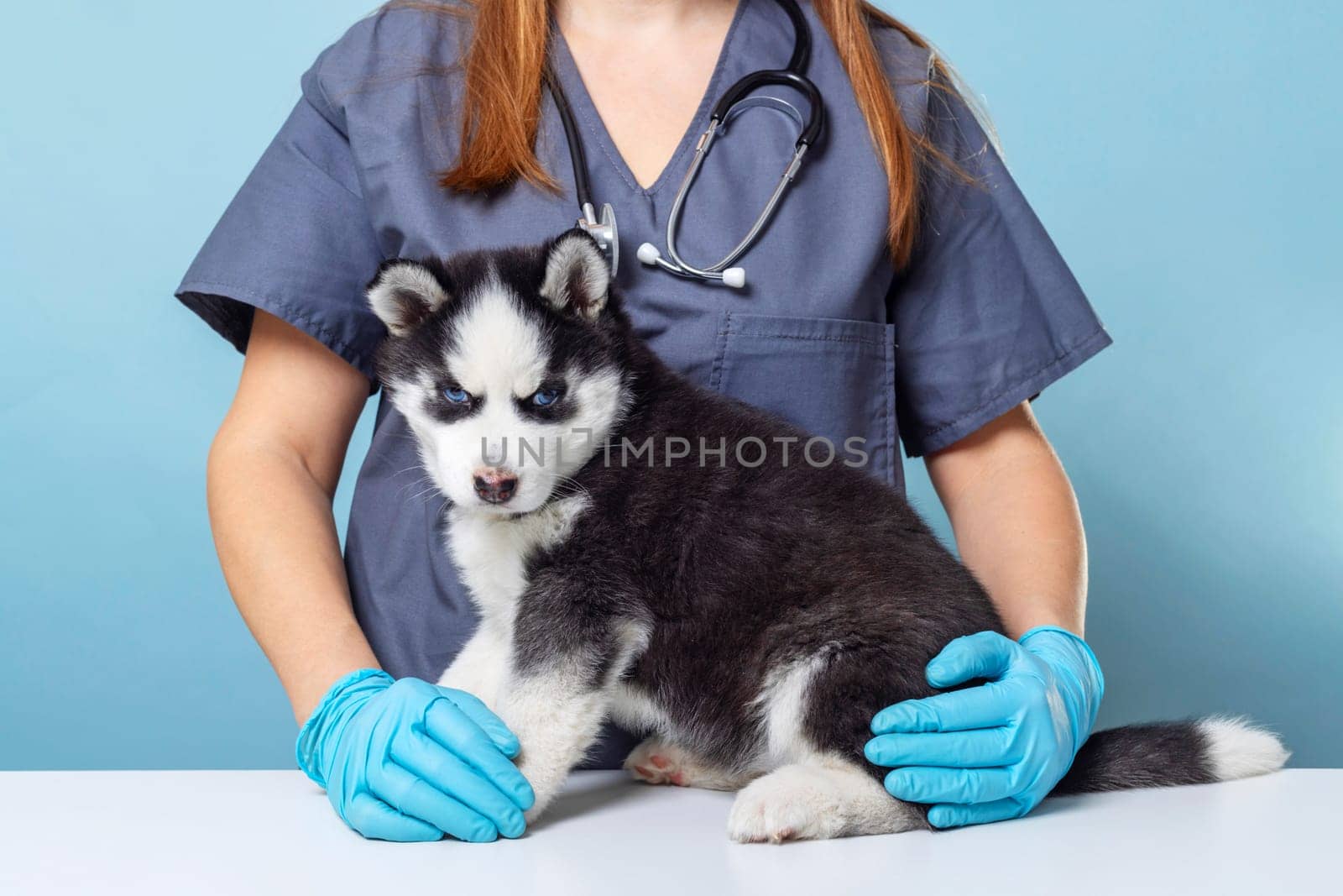 Veterinarian with a Siberian Husky puppy. Veterinary care concept. Studio pet portrait with copy space for design, poster, and educational material.