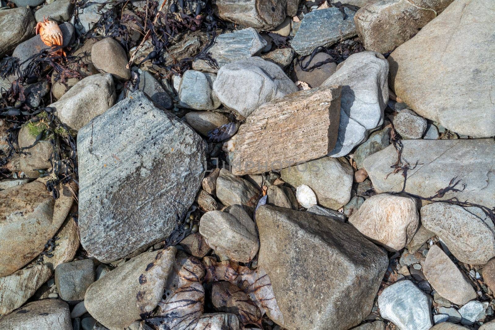 Remains of a compass jelly fish stranded on stony beach.