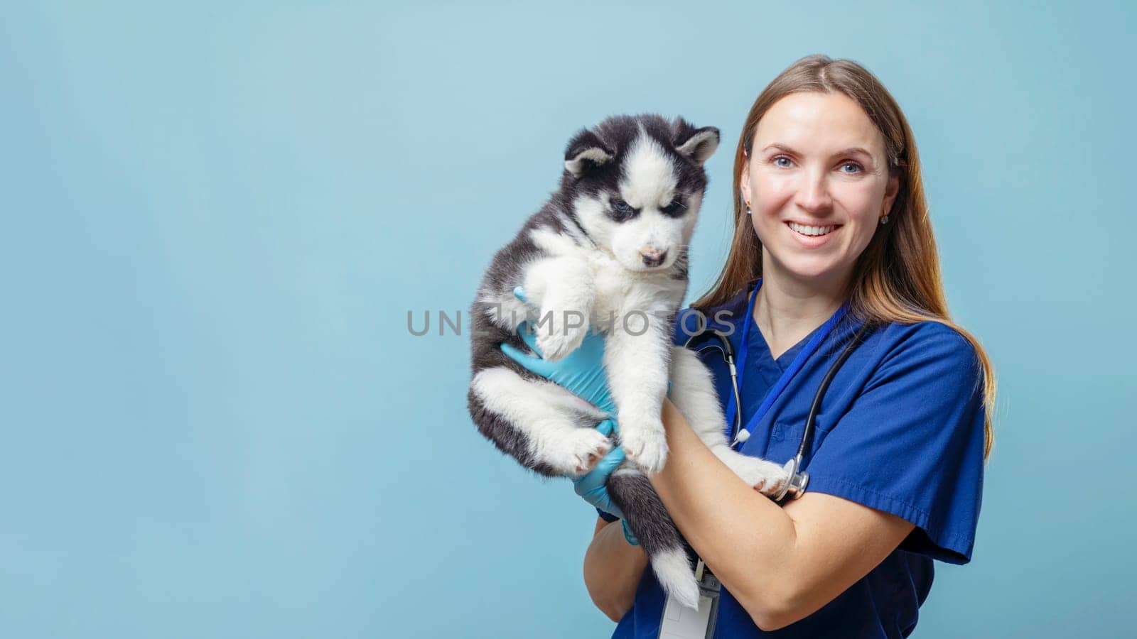 Veterinarian in blue scrubs holding a Siberian Husky puppy against a light blue background. Studio pet portrait with place for text. Veterinary care and pet health concept. Design for banner, poster