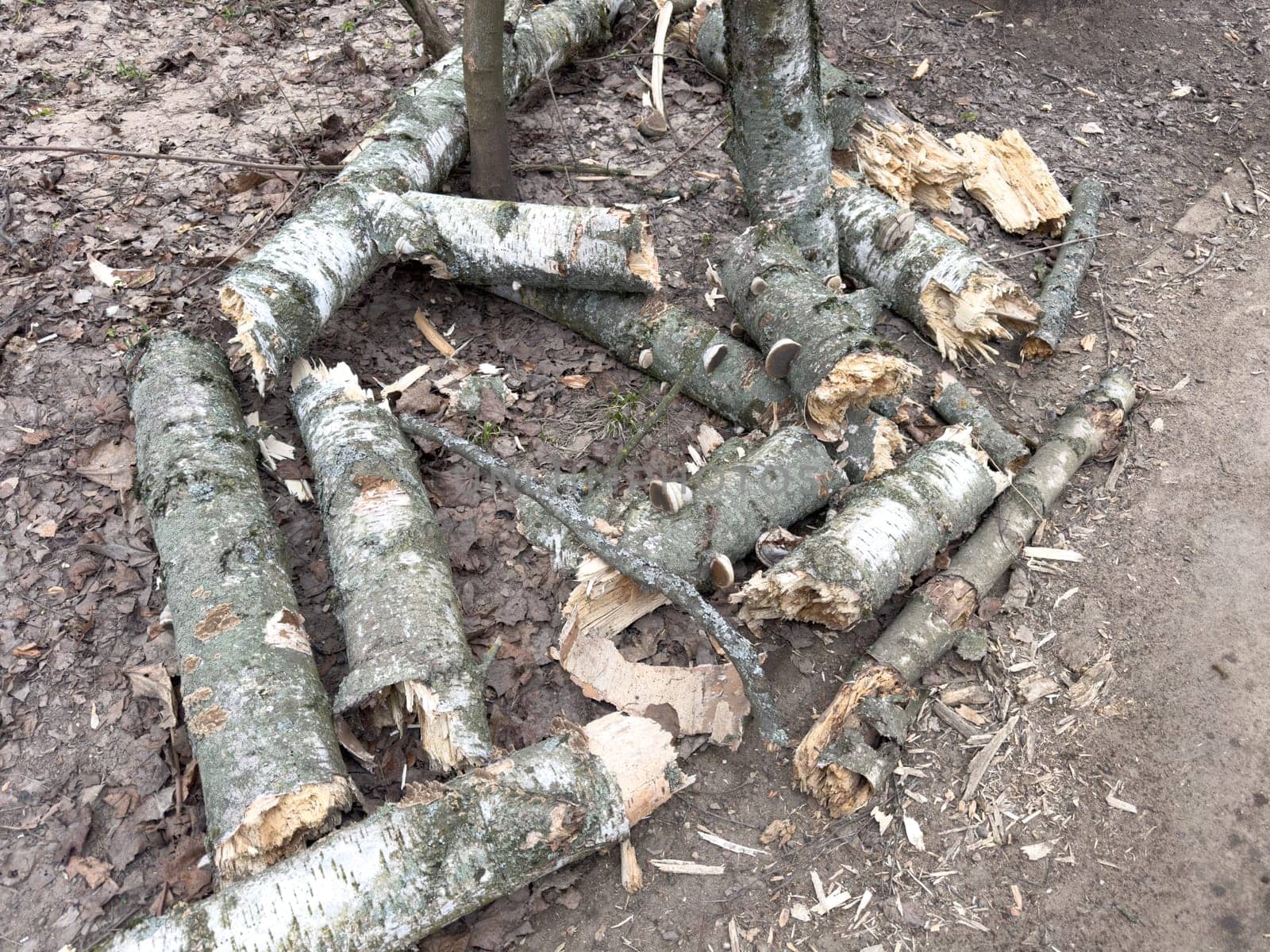 old broken logs lie in the forest