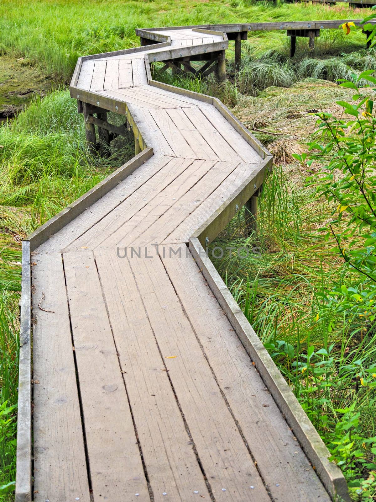 Wooden flooring pathway over the swampy terrain in British Columbia