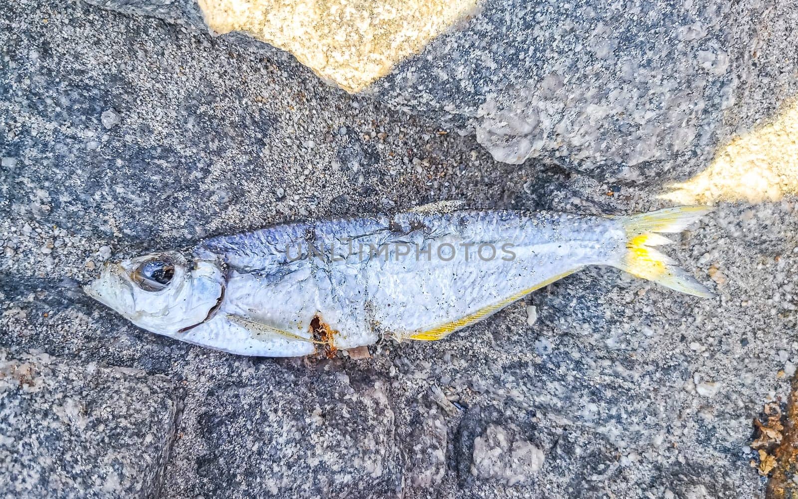 Dead fish eaten away on the beach in Mexico. by Arkadij