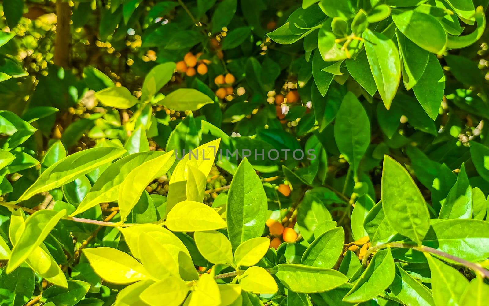 Tropical exotic green ornamental plant flower in Mexico. by Arkadij