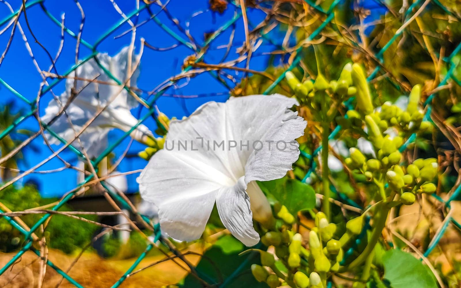 White tropical exotic flowers and flowering outdoor in Zicatela Puerto Escondido Oaxaca Mexico.