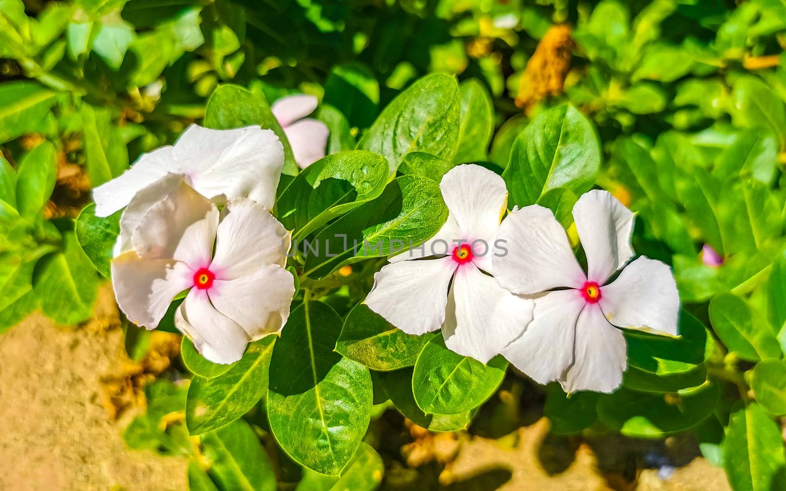 Pink red and purple flower flowers and plants plant in tropical garden jungle forest and nature in Zicatela Puerto Escondido Oaxaca Mexico.