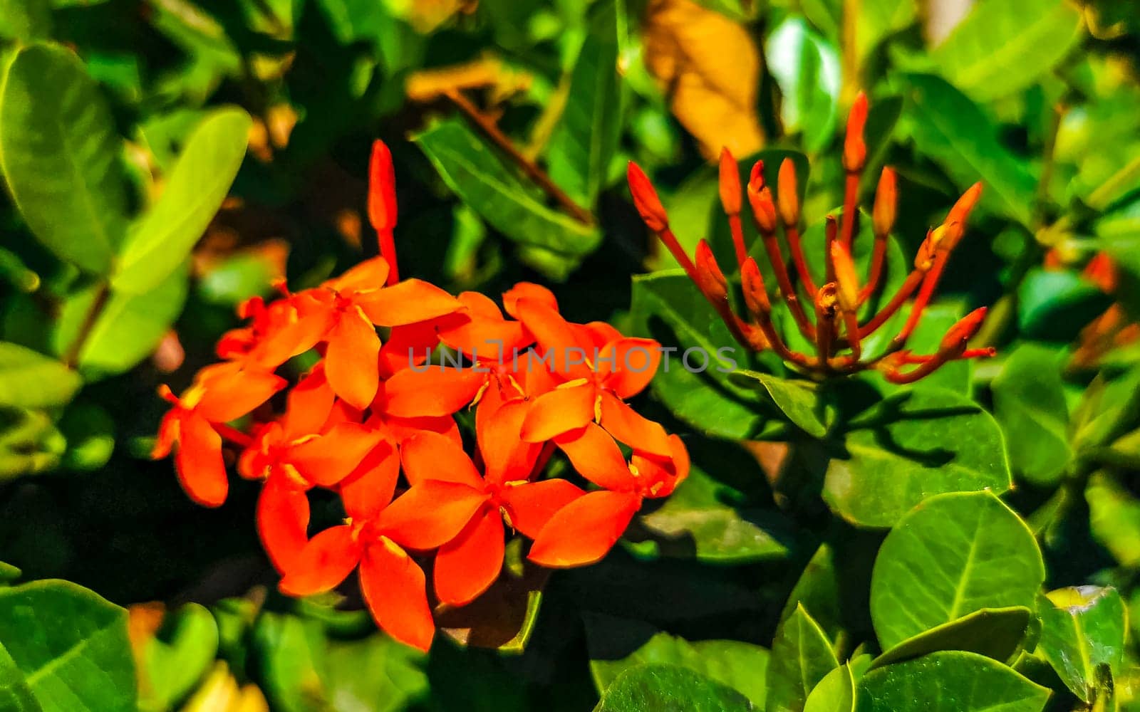 Red orange yellow flowers plants in tropical forest nature Mexico. by Arkadij