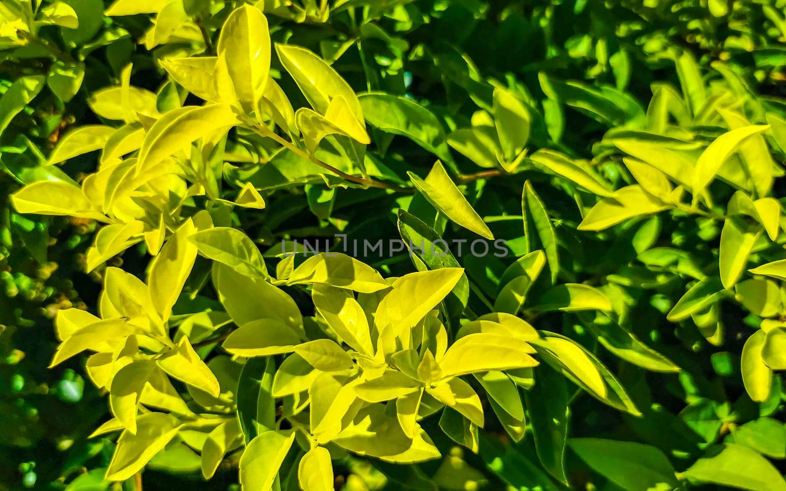 Tropical exotic green ornamental plant flower in Mexico. by Arkadij