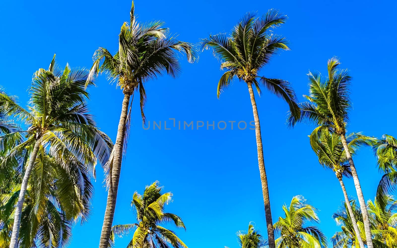 Tropical natural mexican palms palm tree coconut trees leafs coconuts and blue sky background in Zicatela Puerto Escondido Oaxaca Mexico.