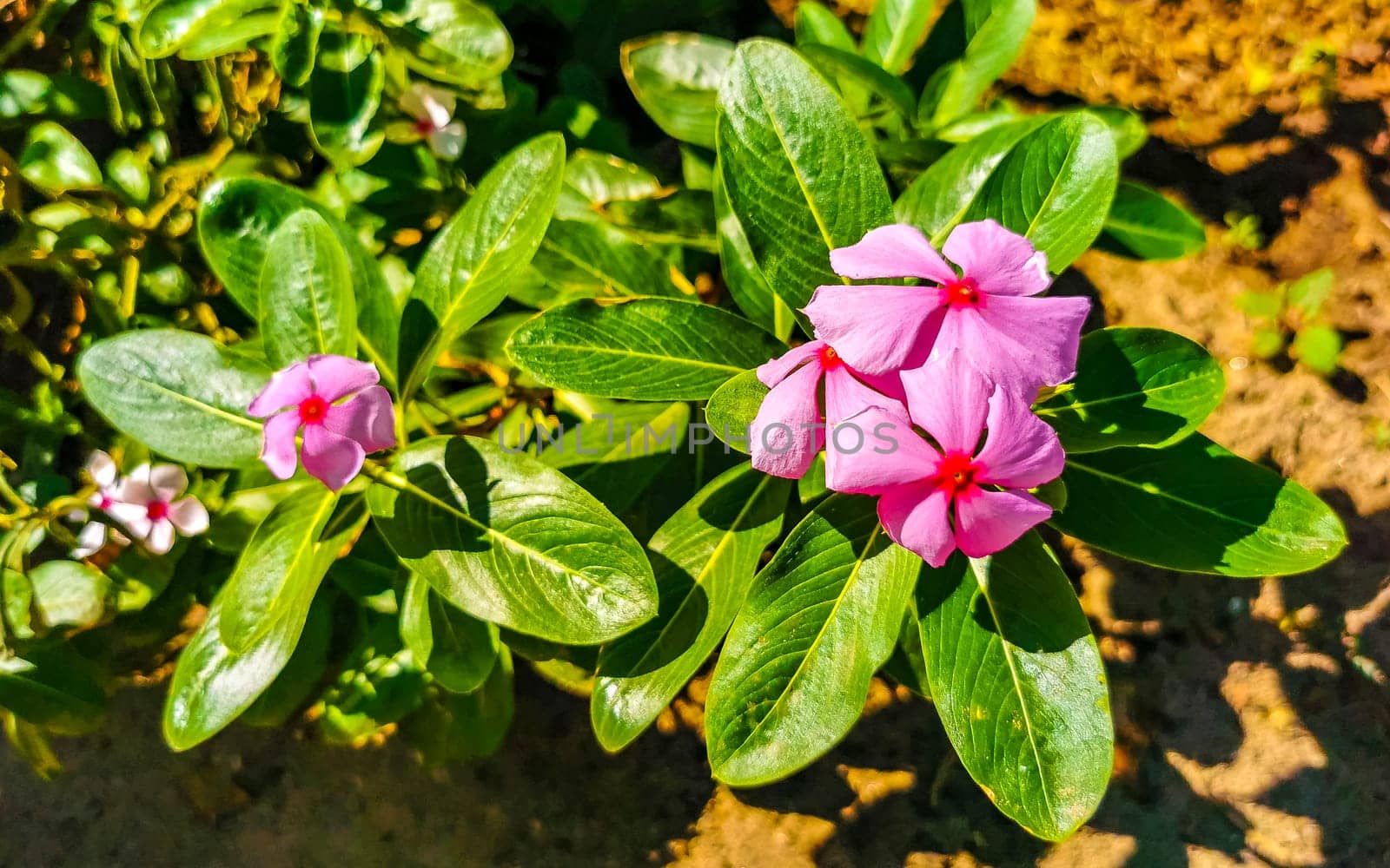 Pink red and purple flower flowers and plants plant in tropical garden jungle forest and nature in Zicatela Puerto Escondido Oaxaca Mexico.