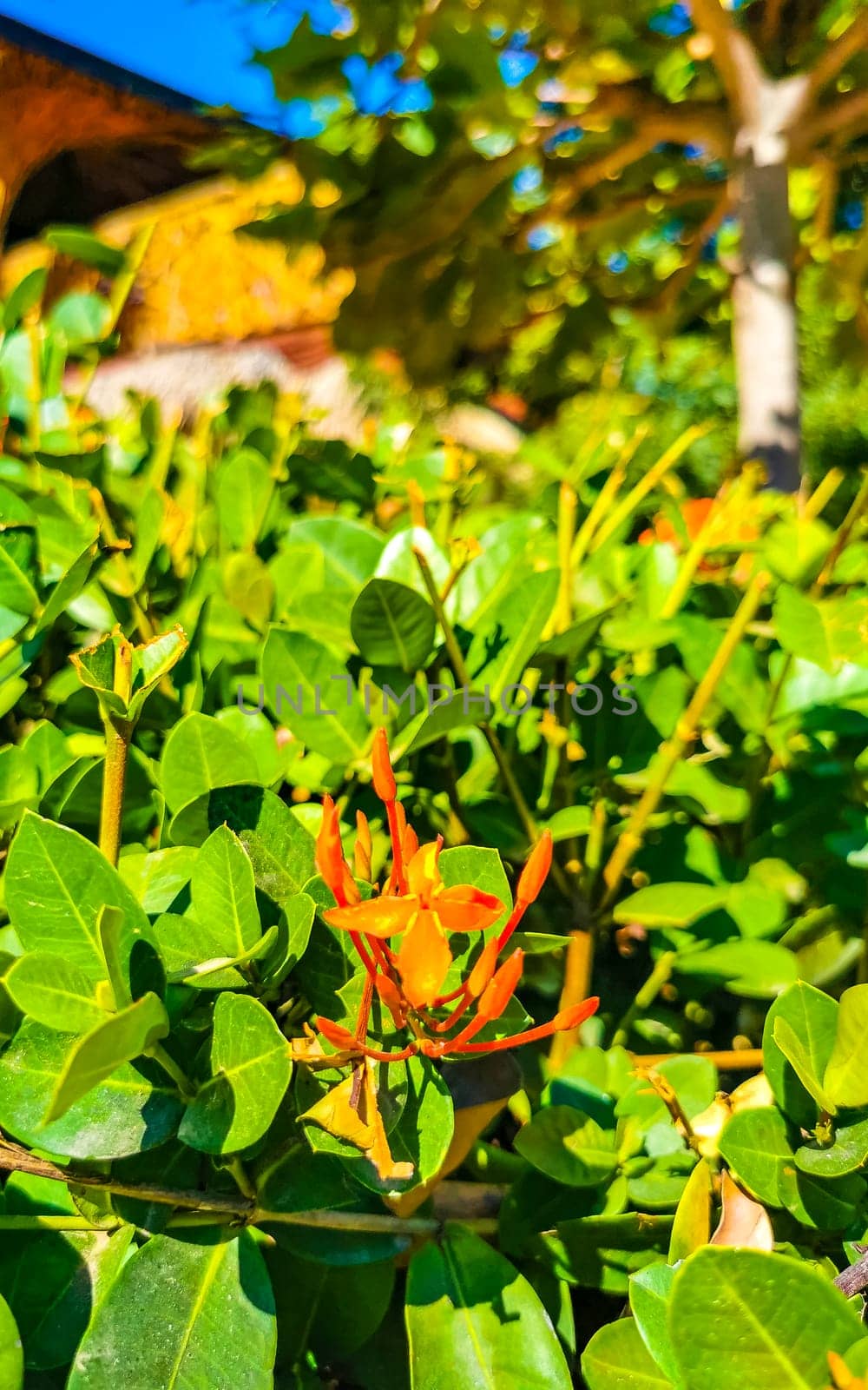 Red orange and yellow pink flower flowers and plants plant in tropical garden jungle forest and nature in Zicatela Puerto Escondido Oaxaca Mexico.