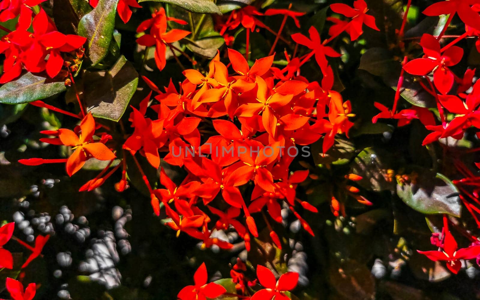 Red orange and yellow pink flower flowers and plants plant in tropical garden jungle forest and nature in Zicatela Puerto Escondido Oaxaca Mexico.