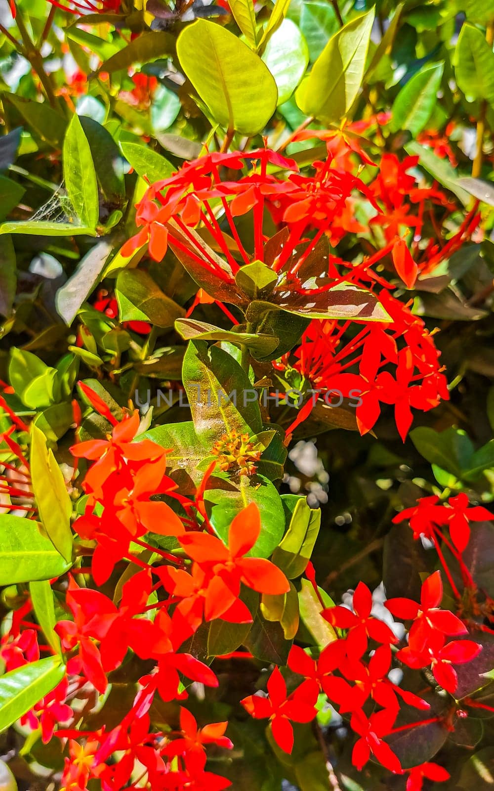 Red orange yellow flowers plants in tropical forest nature Mexico. by Arkadij