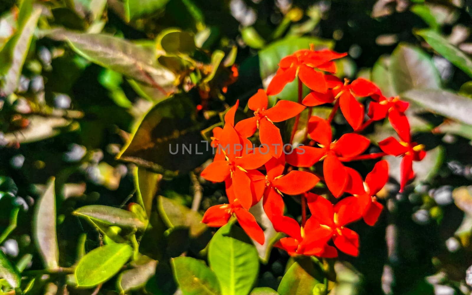 Red orange and yellow pink flower flowers and plants plant in tropical garden jungle forest and nature in Zicatela Puerto Escondido Oaxaca Mexico.