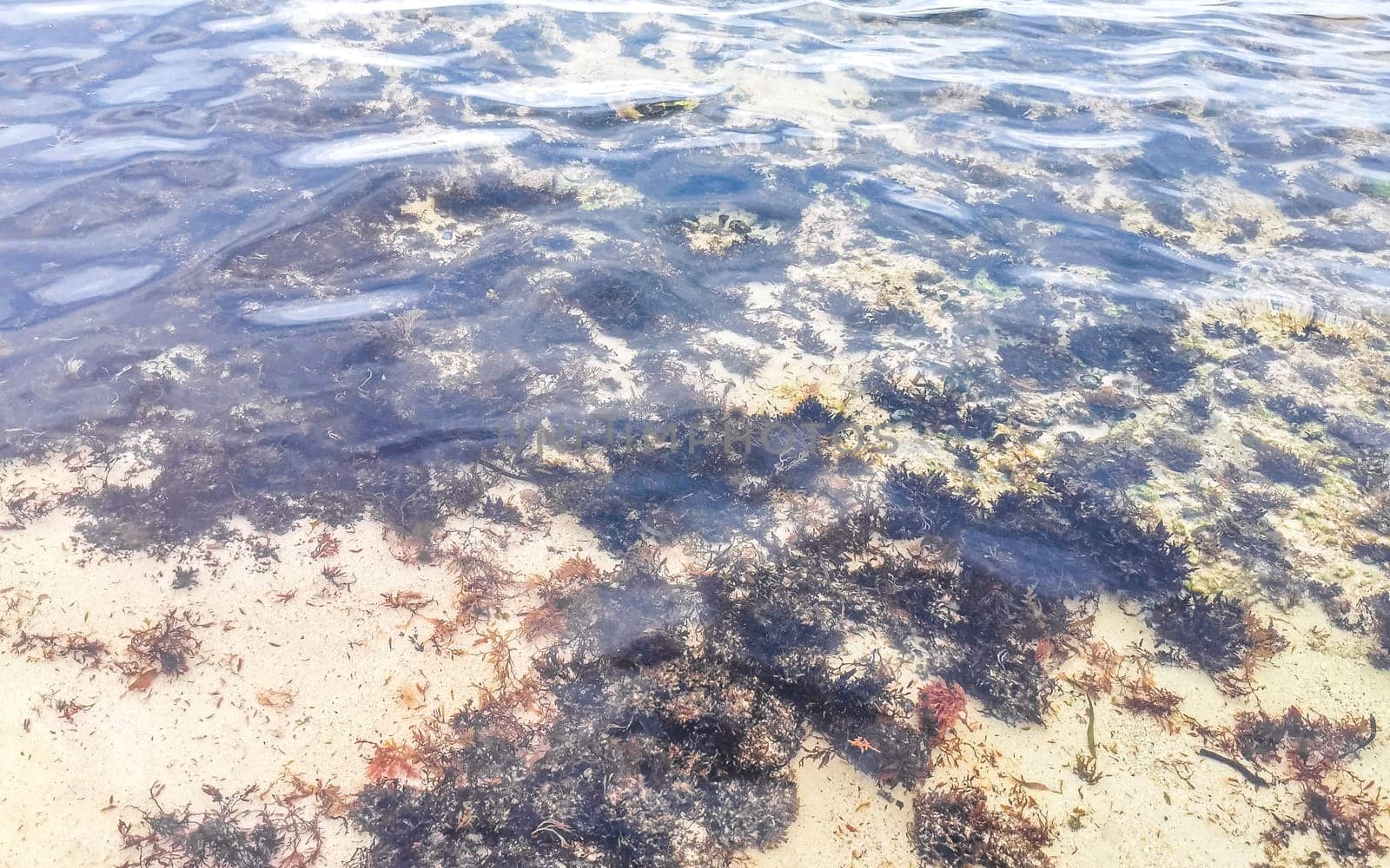 Long spined sea urchin urchins tones rocks and corals in turquoise green and blue water on the Caribbean beach in Playa del Carmen Quintana Roo Mexico.