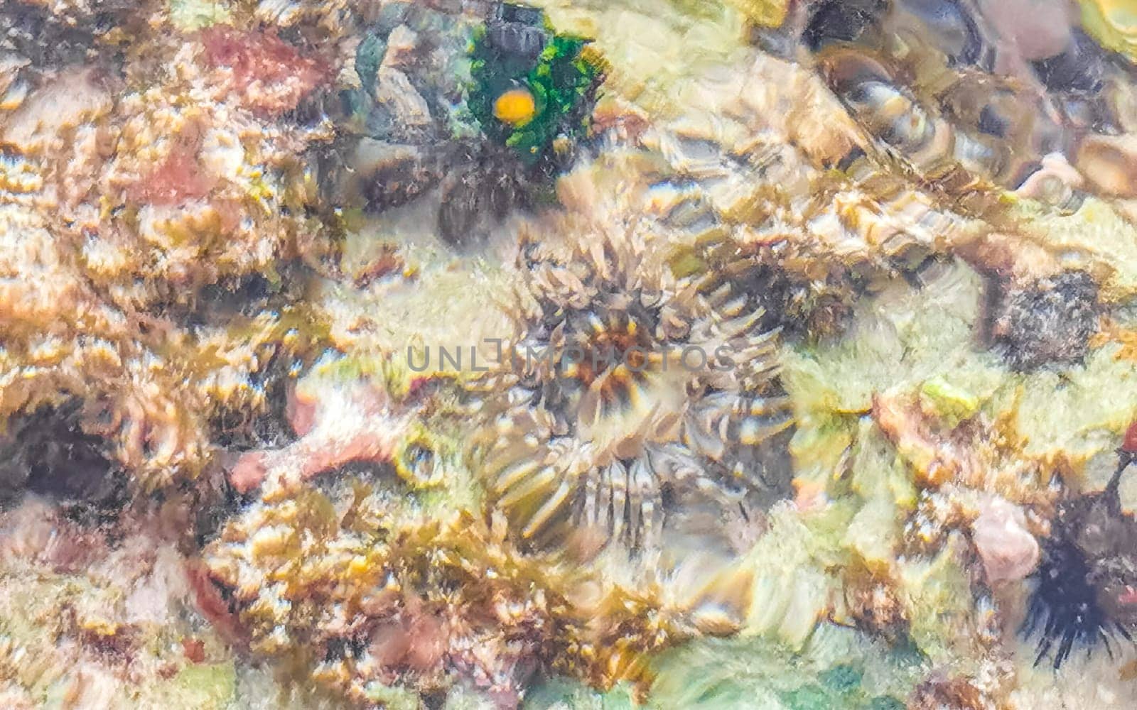 Long spined sea urchin urchins tones rocks and corals in turquoise green and blue water on the Caribbean beach in Playa del Carmen Quintana Roo Mexico.