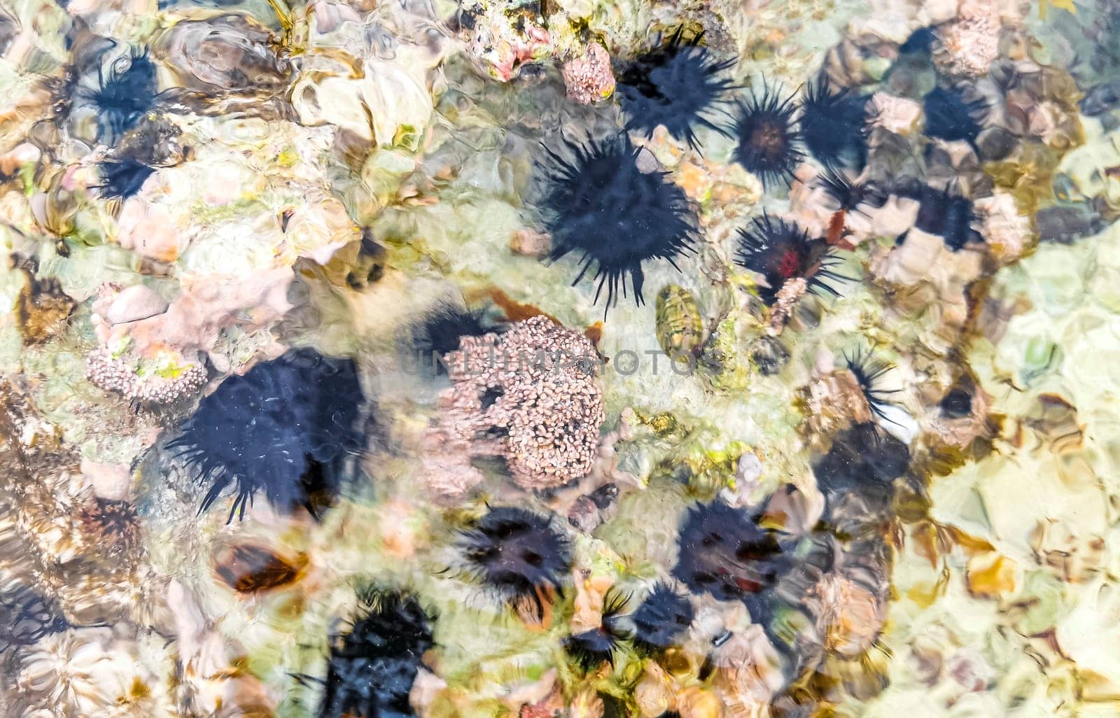 Long spined sea urchin urchins tones rocks and corals in turquoise green and blue water on the Caribbean beach in Playa del Carmen Quintana Roo Mexico.