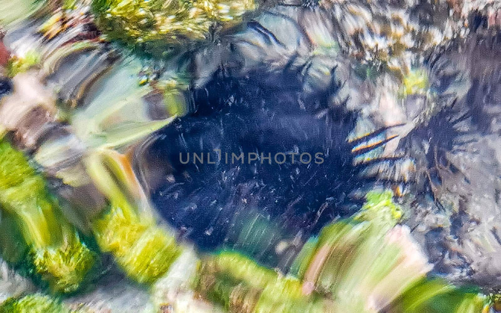 Long spined sea urchin urchins tones rocks and corals in turquoise green and blue water on the Caribbean beach in Playa del Carmen Quintana Roo Mexico.