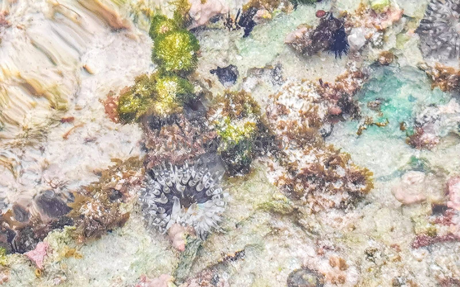 Long spined sea urchin urchins tones rocks and corals in turquoise green and blue water on the Caribbean beach in Playa del Carmen Quintana Roo Mexico.