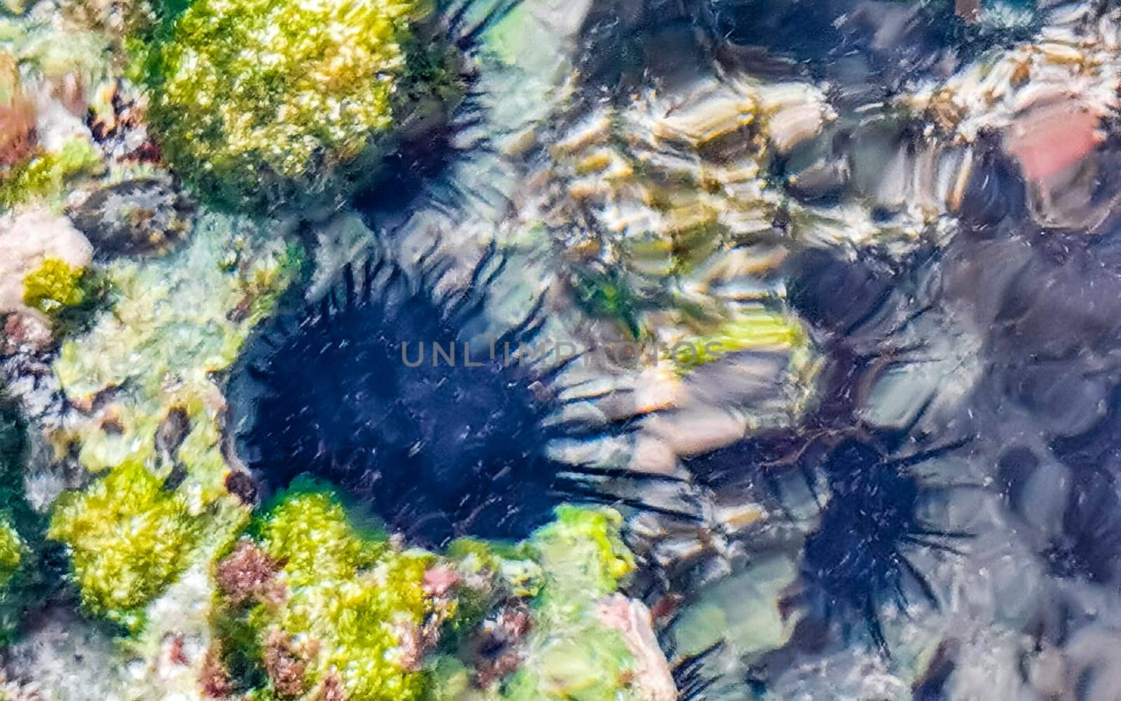 Long spined sea urchin urchins tones rocks and corals in turquoise green and blue water on the Caribbean beach in Playa del Carmen Quintana Roo Mexico.