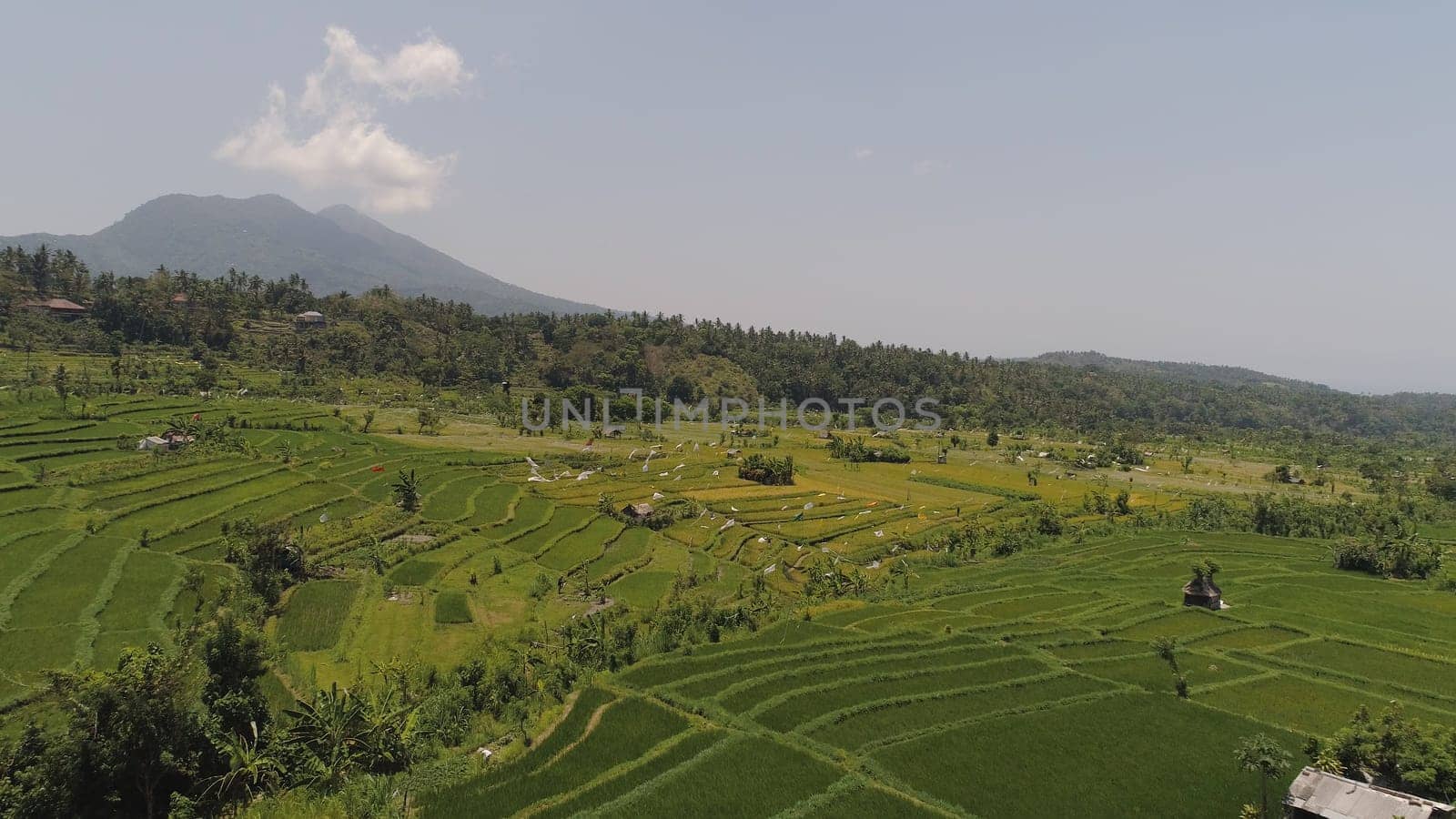 rice fields, agricultural land in countryside. aerial view farmland with rice terrace agricultural crops in rural areas Indonesia