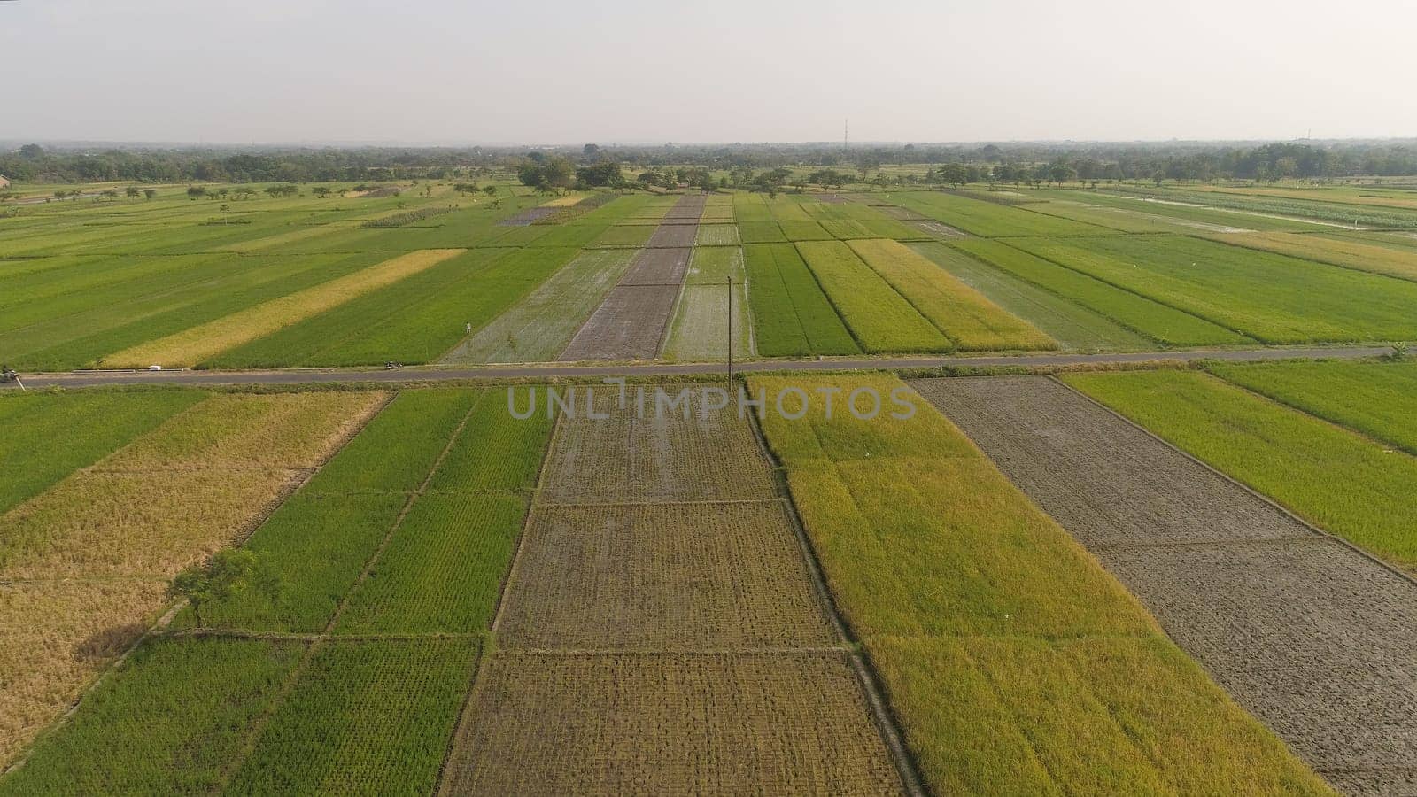 aerial view rice fields, agricultural land with sown green in countryside. farmland with agricultural crops in rural areas Java Indonesia. Land with grown plants of paddy