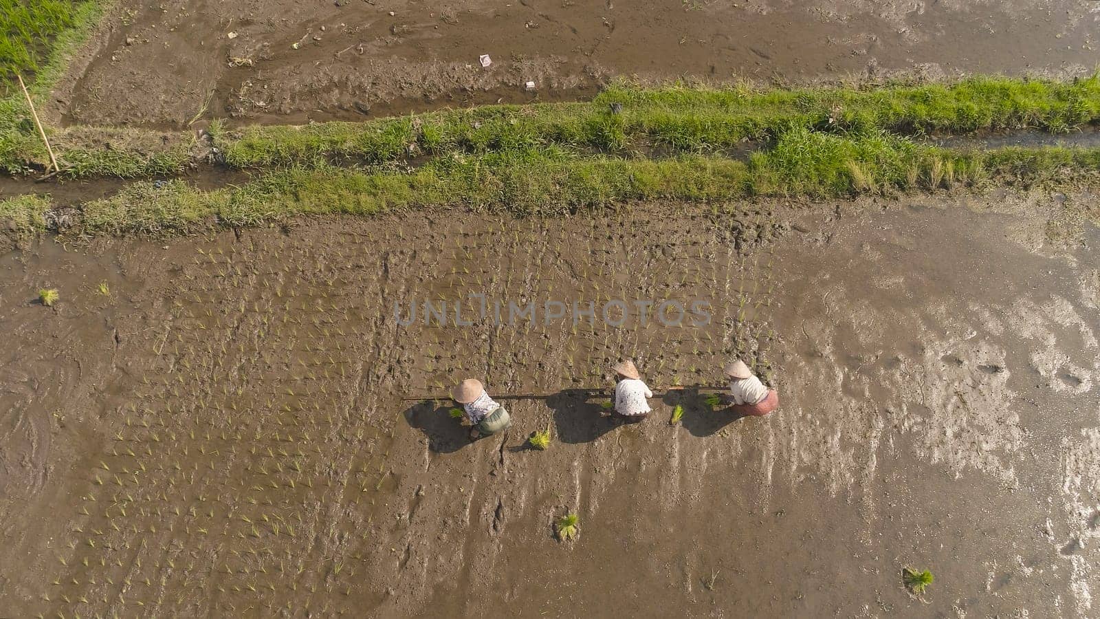 women farmers planting rice while standing in water. aerial view asian female farmer planting rice in field java, indonesia