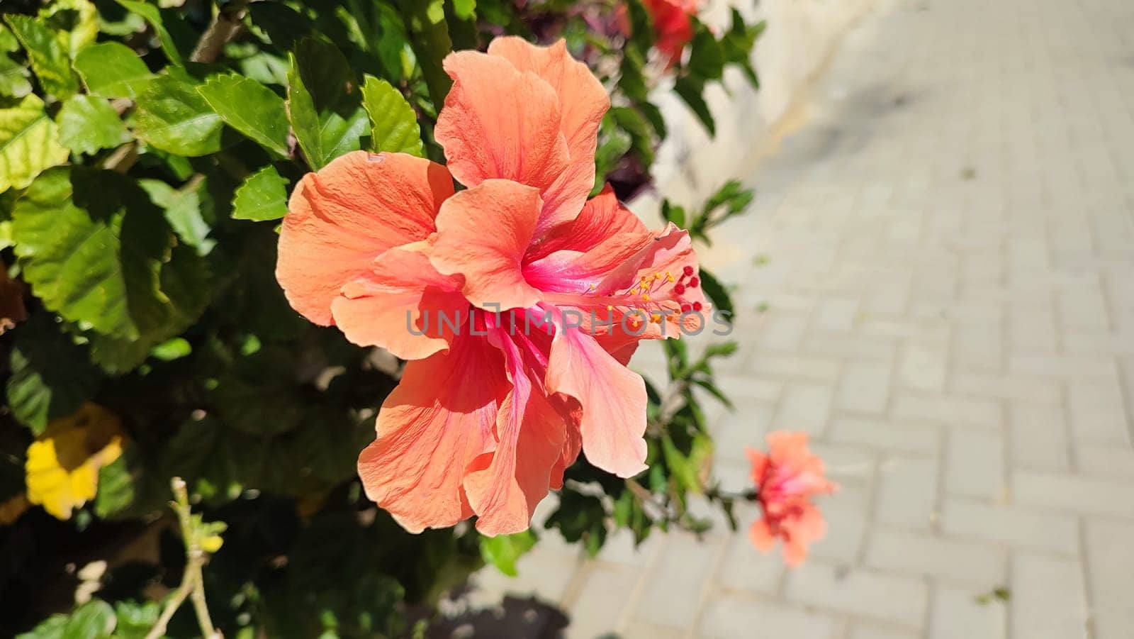 beautiful pink flower flora botany plant. High quality photo