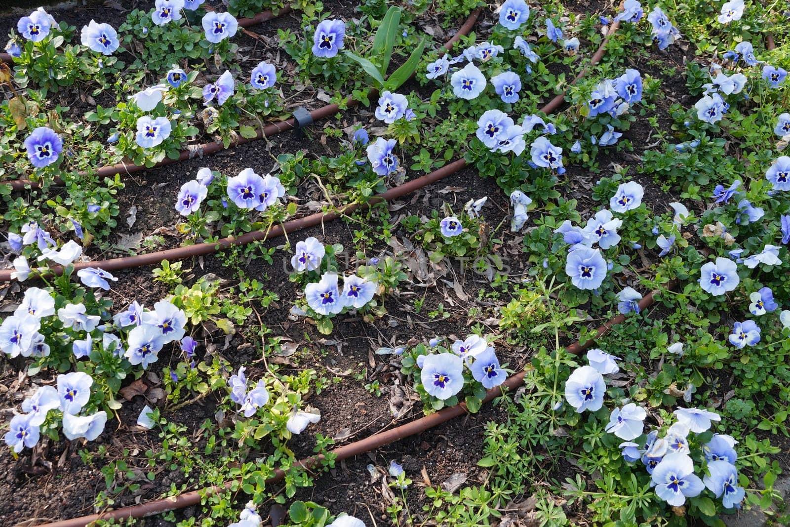 drip irrigation system on a flower bed with violas close-up