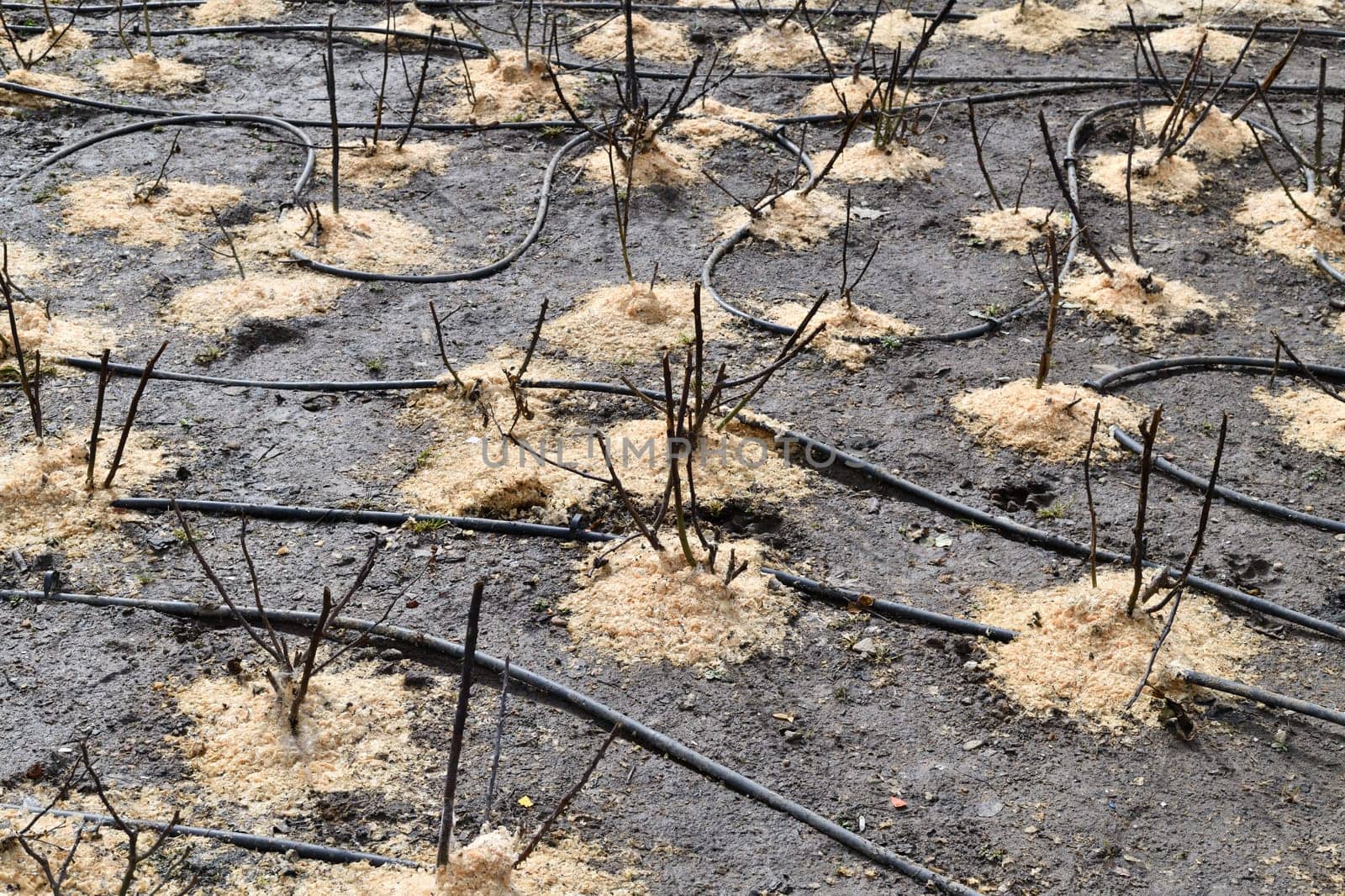 Rose roots are sprinkled with sawdust, protection from frost in a winter