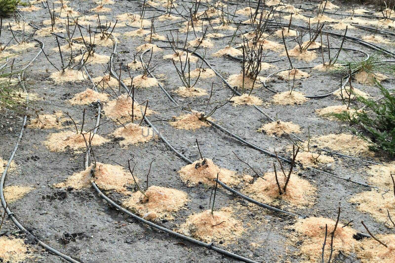 Rose roots are sprinkled with sawdust, protection from frost in a winter