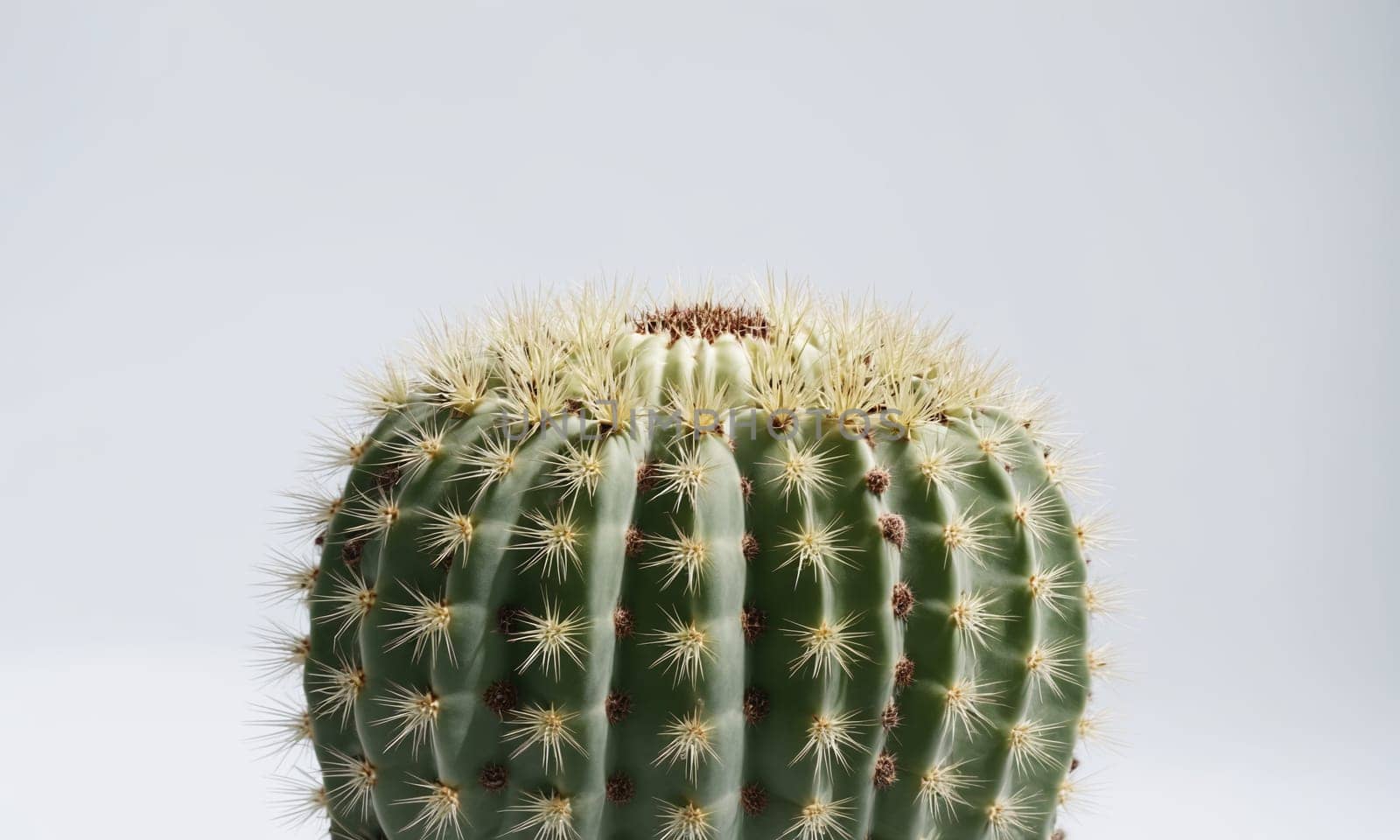 Cactus with yellow flower in pot on white background. Close up
