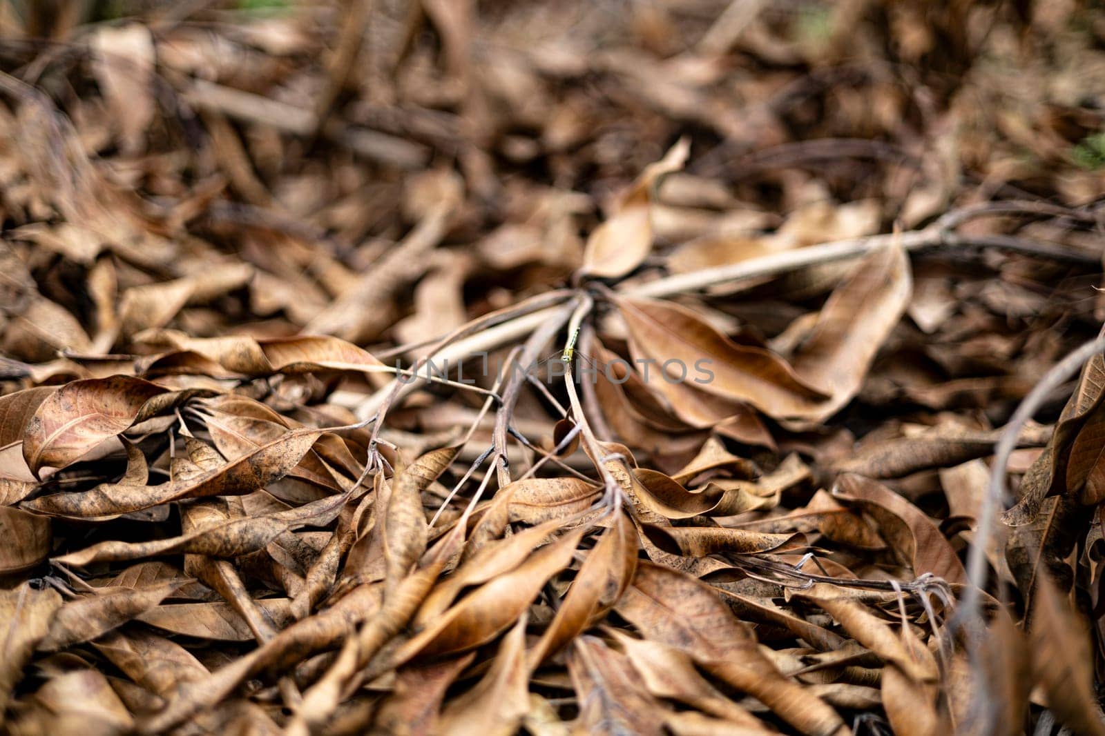 leaves And Branches Are Dry And Dead On The Ground  by urzine