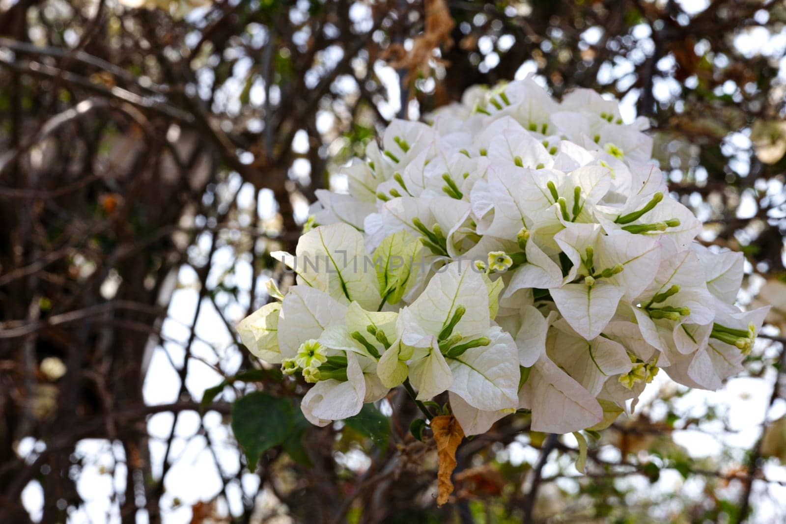 Beautiful White Bougainvillea Flower. Blooming bougainvillea beautiful nature. Floral background.