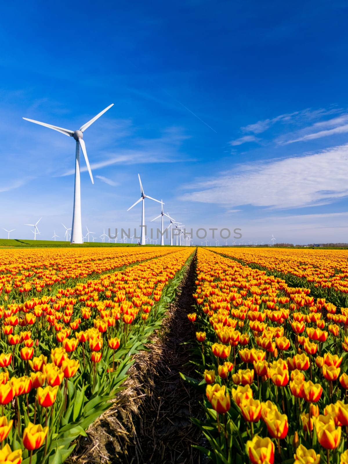 A vibrant field of yellow and red tulips dances in the spring breeze, framed by majestic windmills in the Netherlands Flevoland. windmill turbines green energy, energy transition