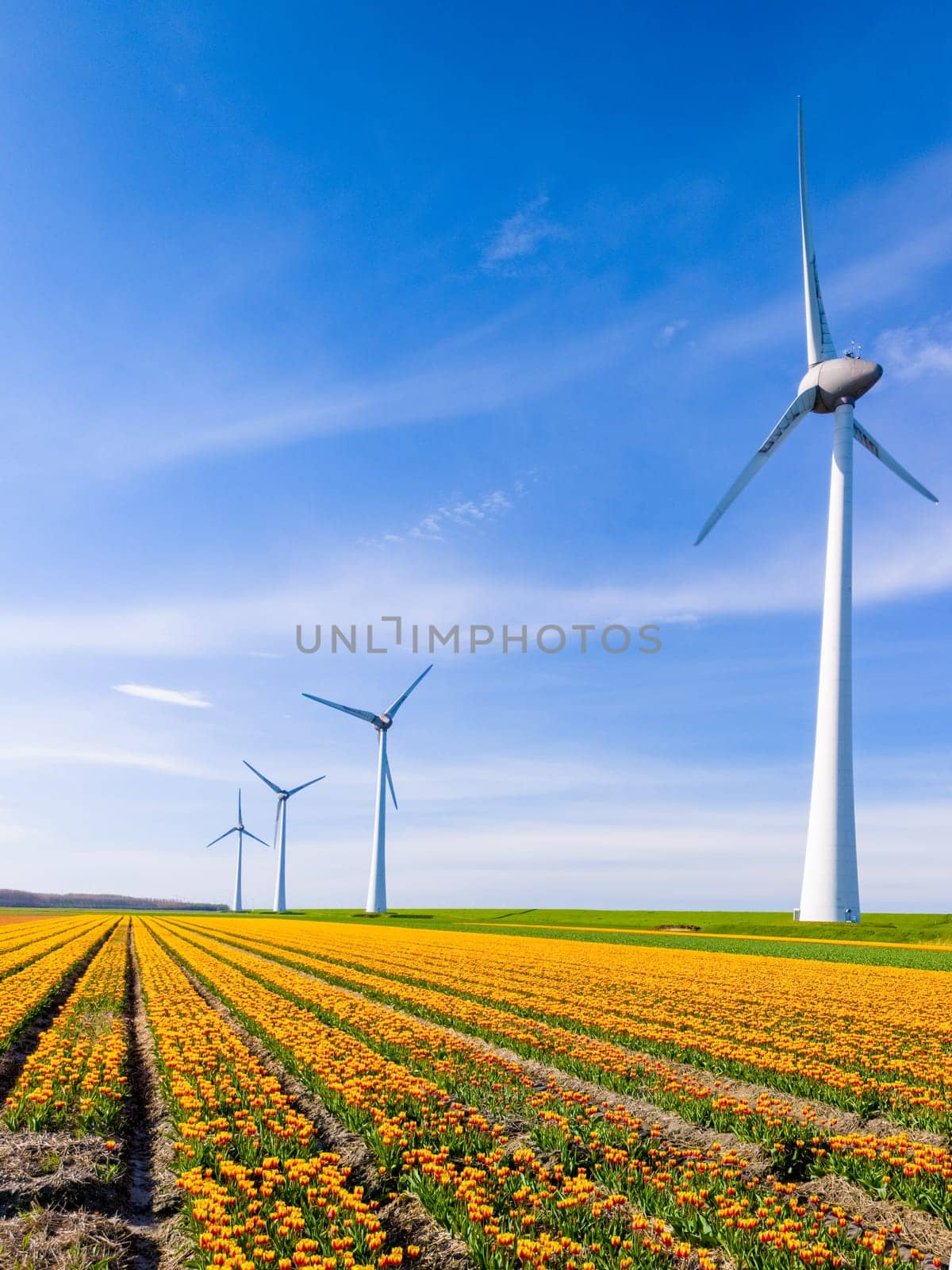A vibrant field of yellow tulip flowers swaying in the wind against a backdrop of majestic windmills in the Netherlands Flevoland during the spring season. green energy, eco friendly, earth day
