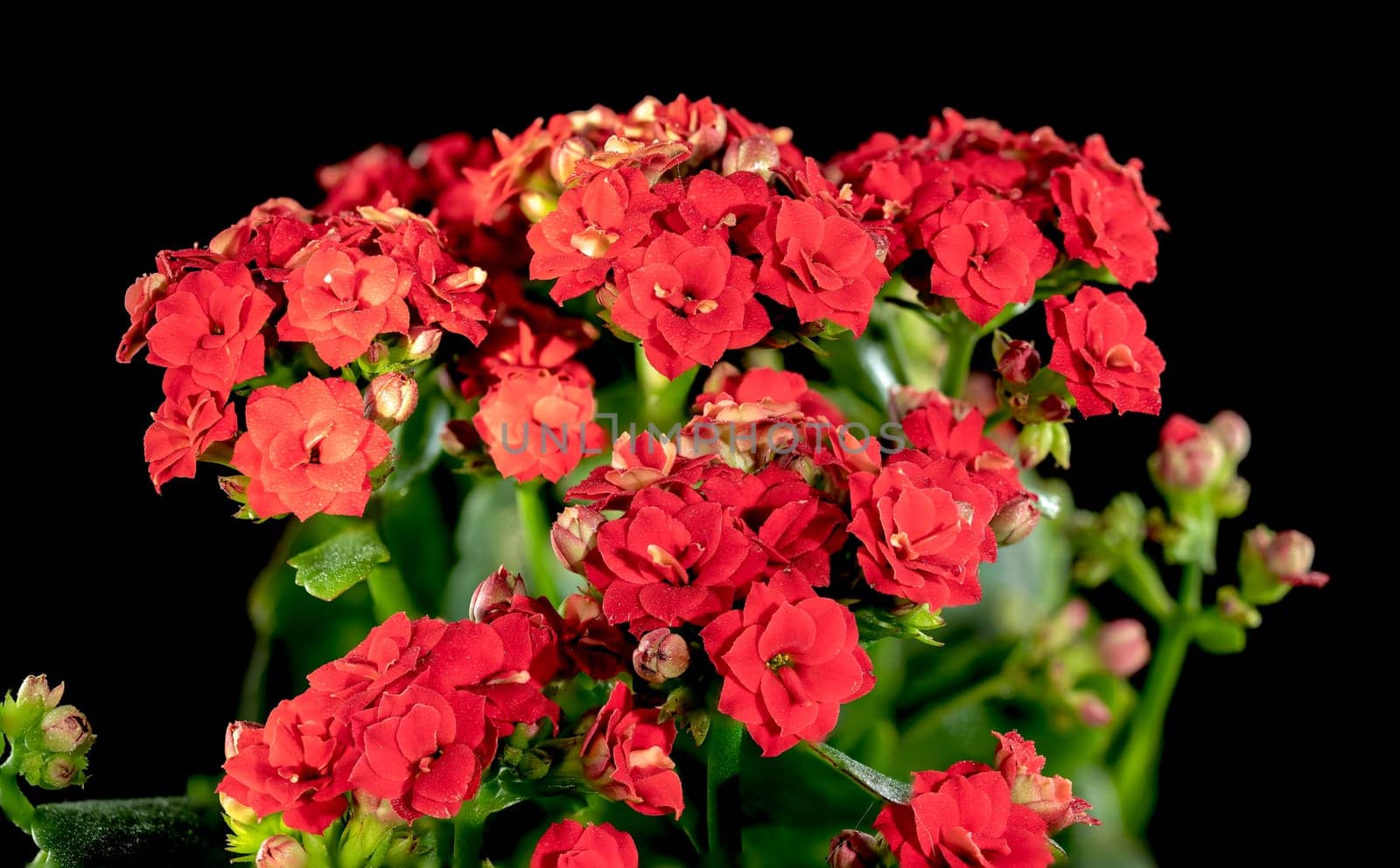 Beautiful blooming red kalanchoe flowers isolated on a black background. Flower heads close-up.