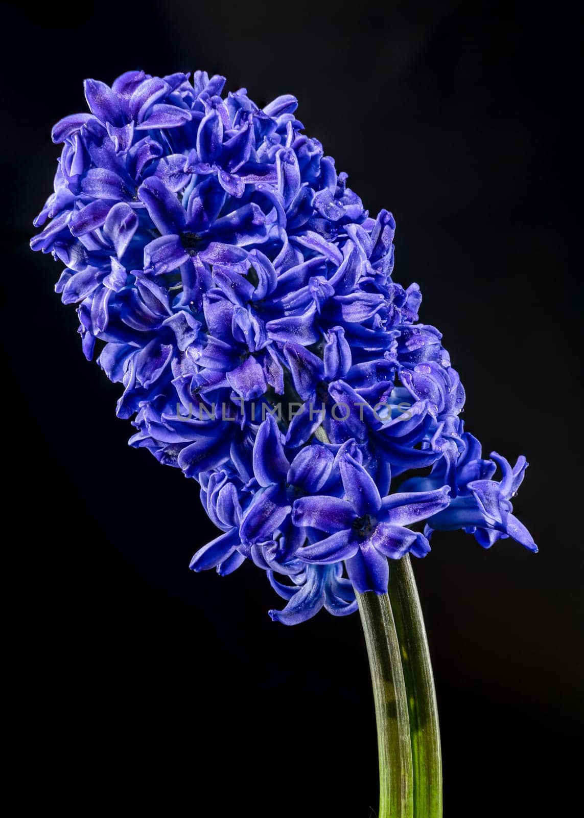 Beautiful blooming Purple Hyacinth flower on a black background. Flower head close-up.