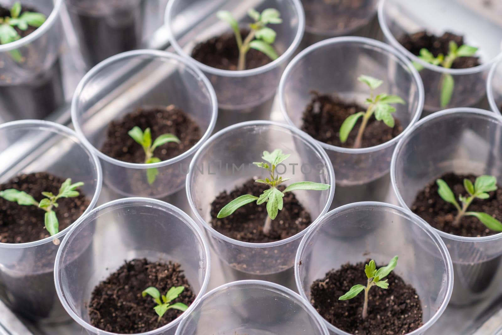 Group of tomato seedlings in plastic glasses on windows sill by AnatoliiFoto