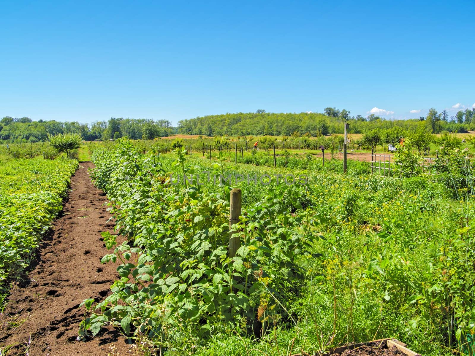 Farm worker on the field cultivating berry garden on a bright sunny day in British Columbia