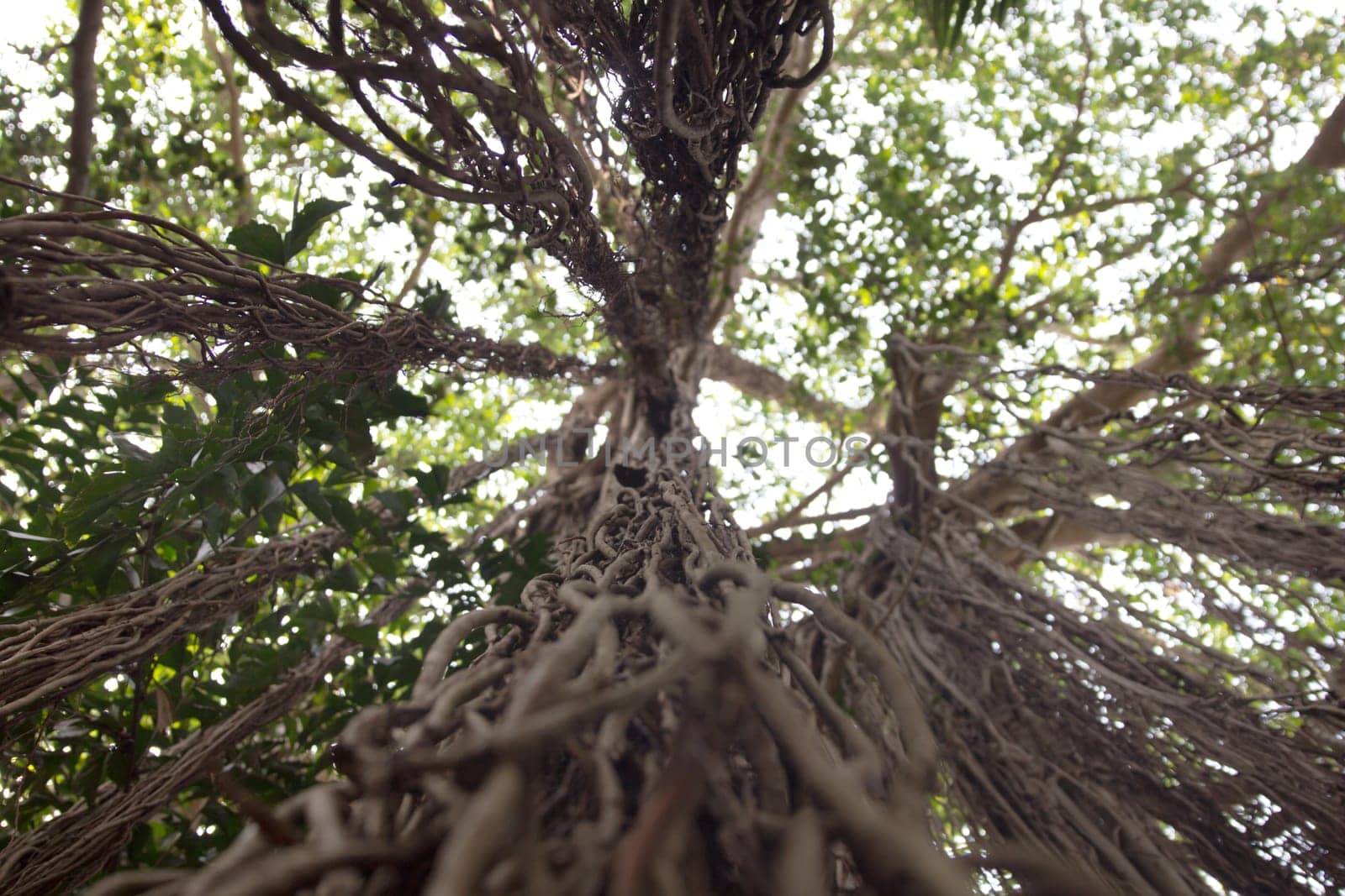 huge baobab roots hang down from the very top