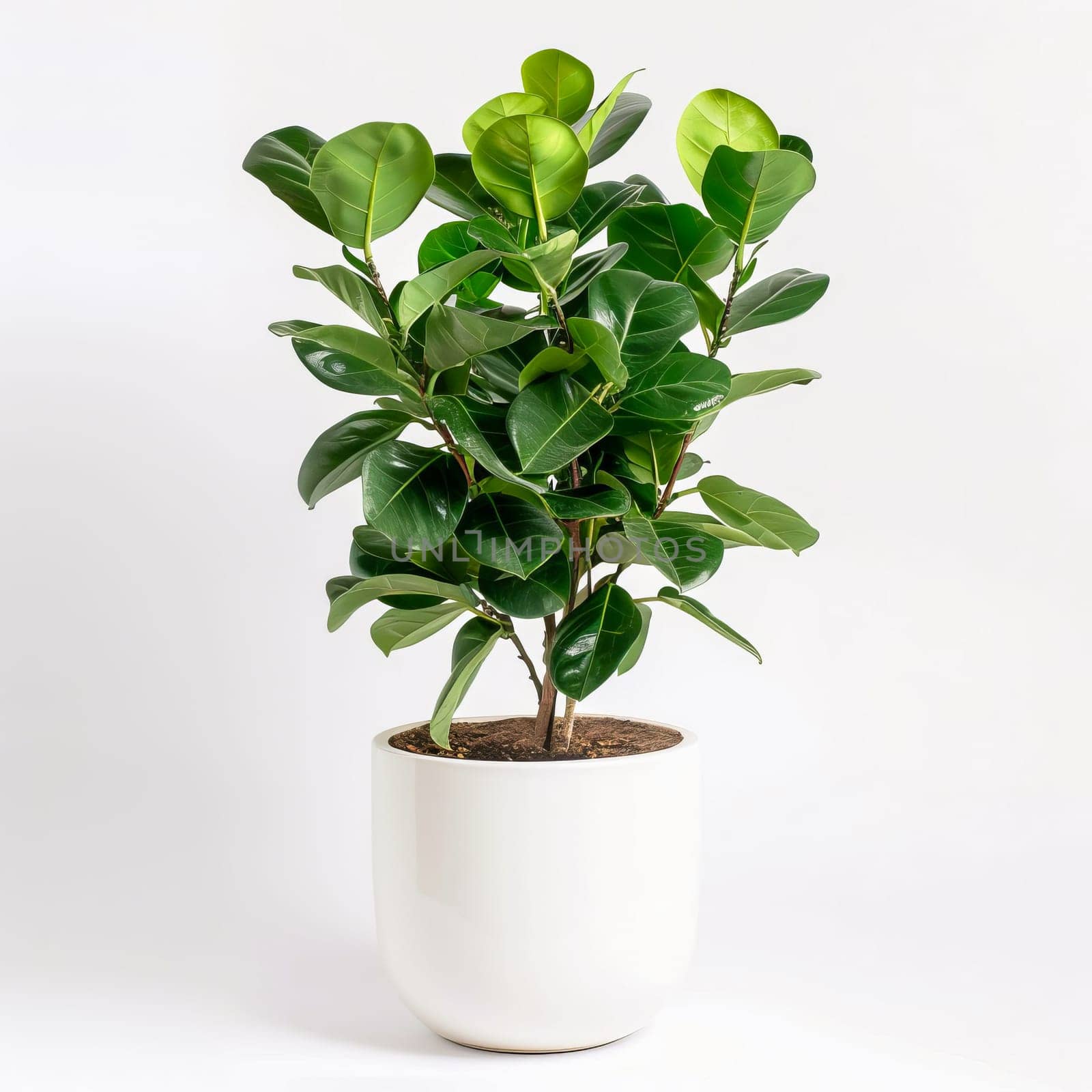 Houseplant ficus in a white pot on a white background. AI generated.