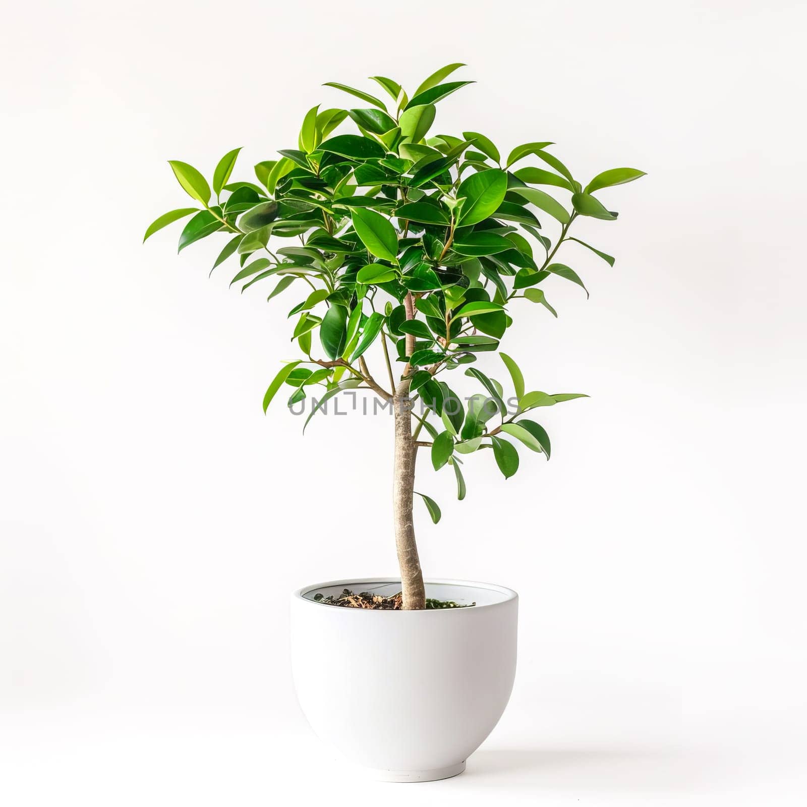 Houseplant ficus in a white pot on a white background. AI generated.