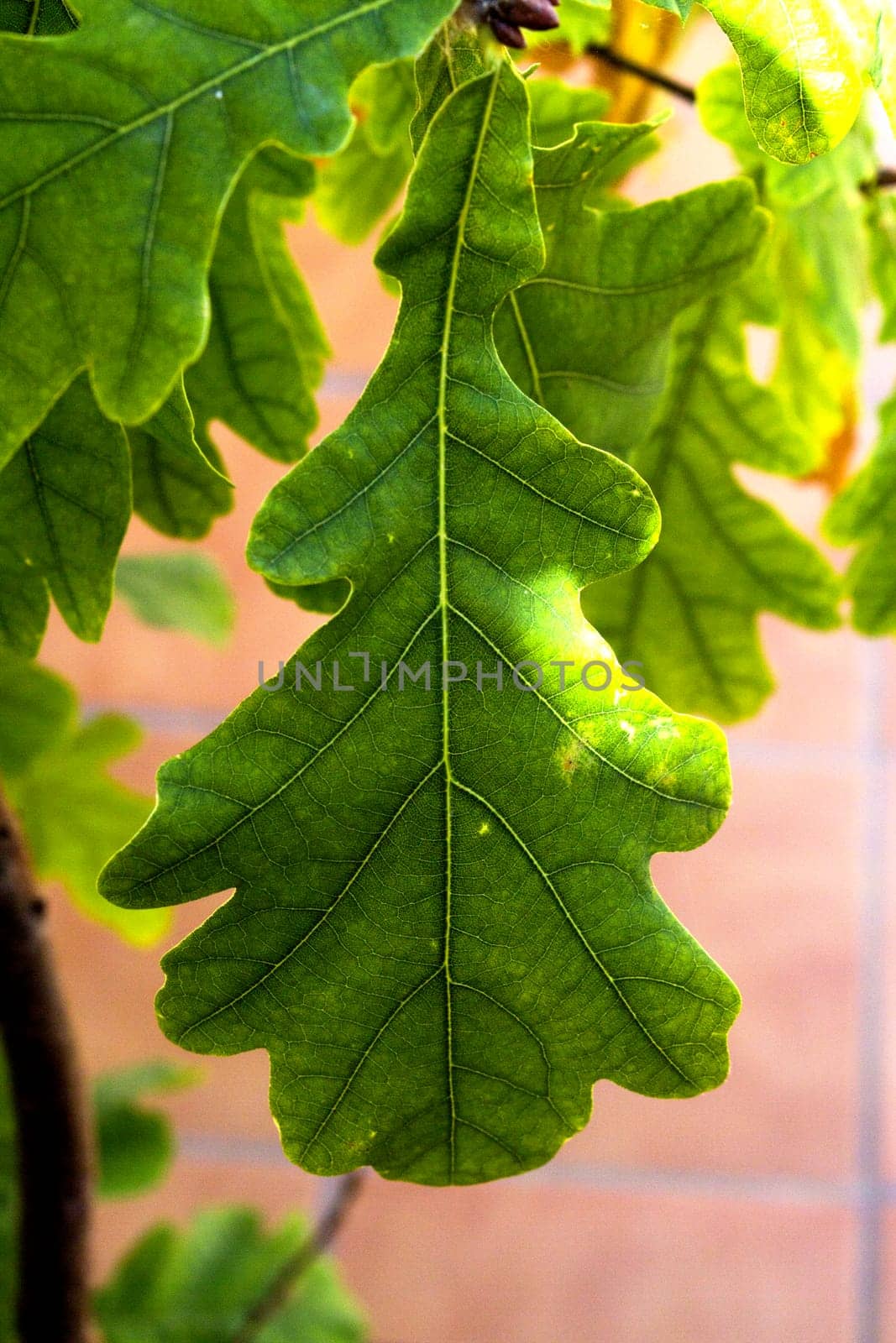 Fig leaf on beige background. No people