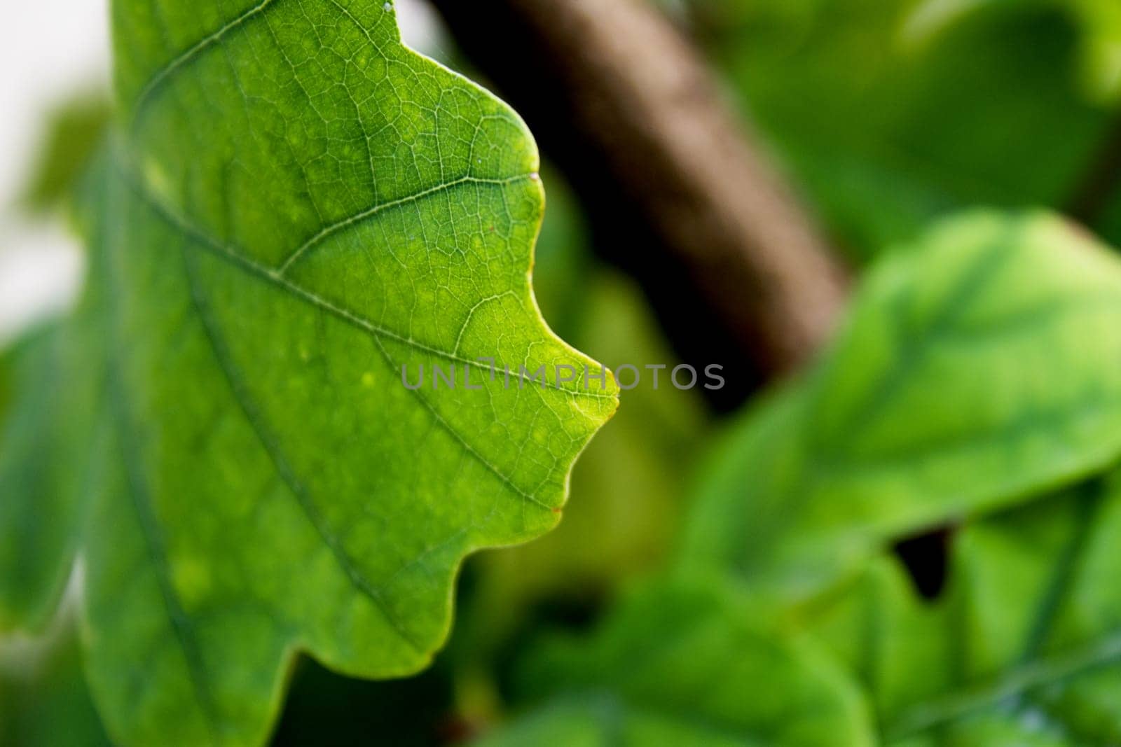 Fig leaf on beige background. No people