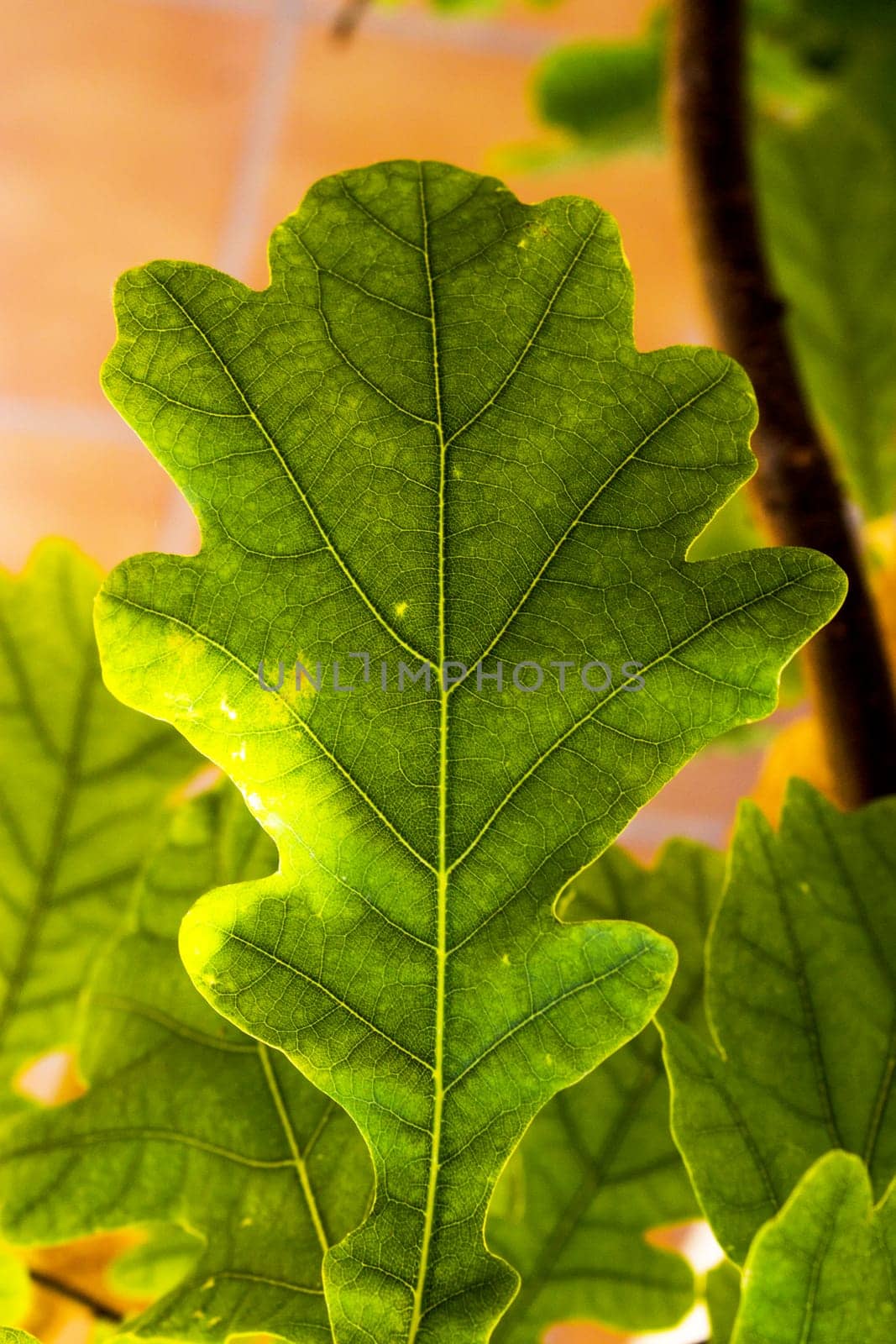 Fig leaf on beige background. No people