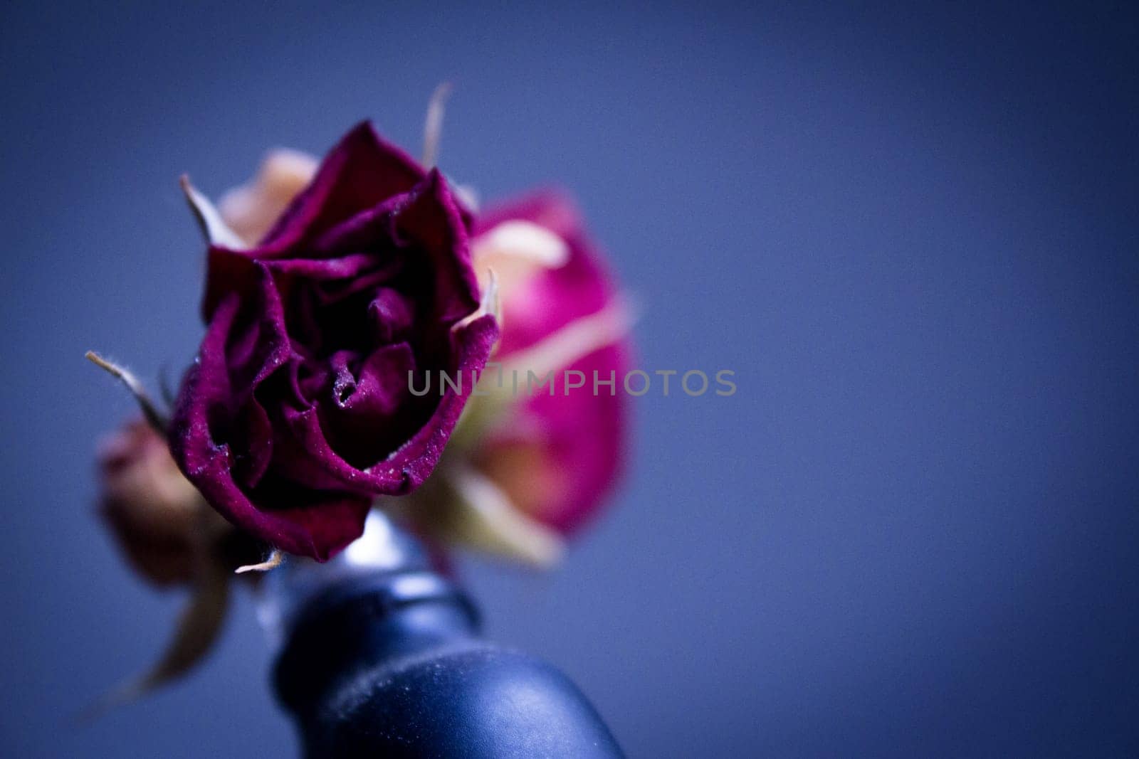 One yellow rose and two dried red ones. Dark background