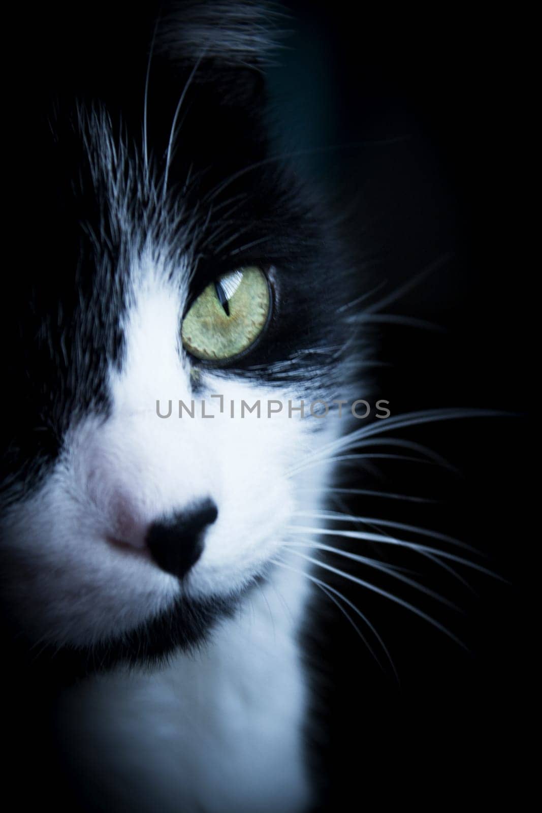Portrait of black and white cat about 7 years old by GemaIbarra