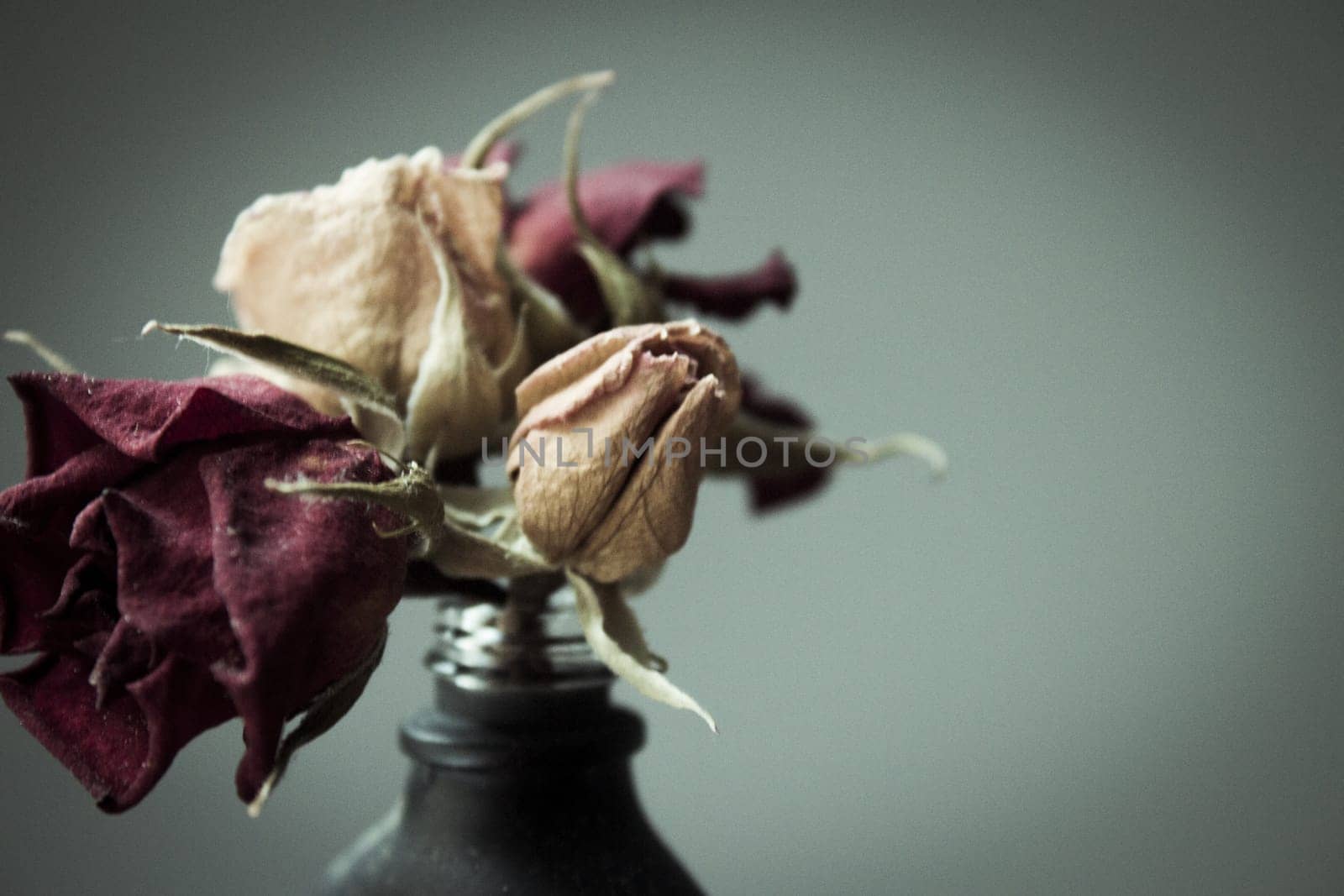 One yellow rose and two dried red ones. Dark background