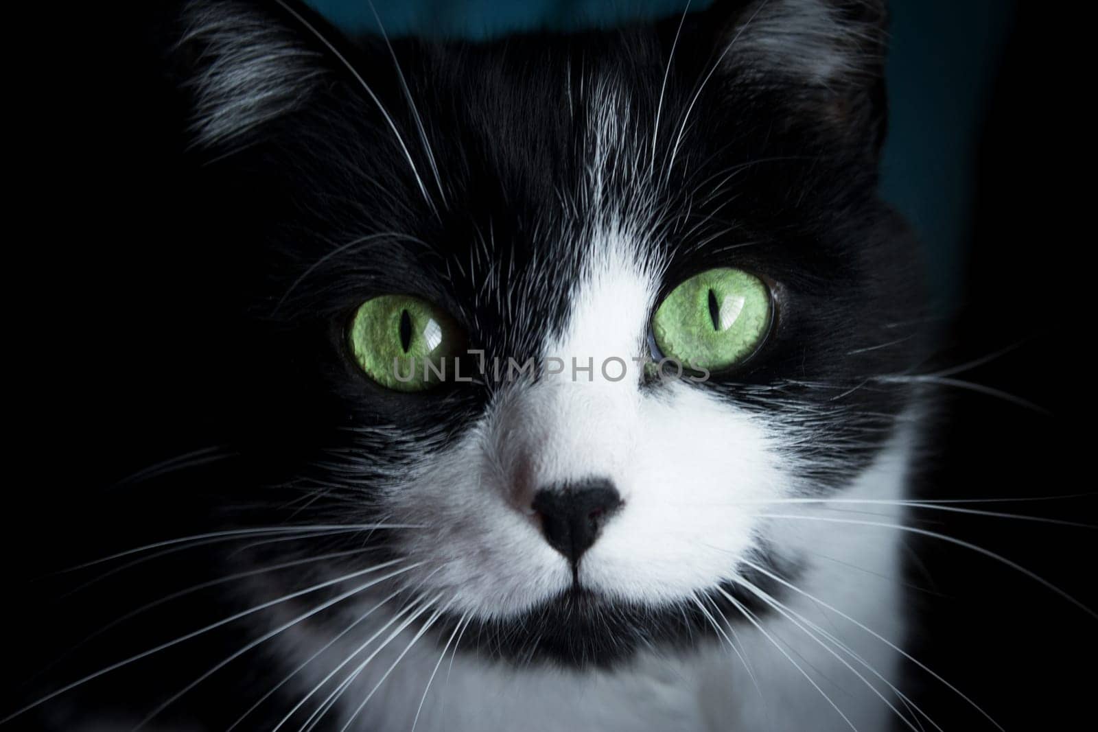 Portrait of black and white cat about 7 years old by GemaIbarra