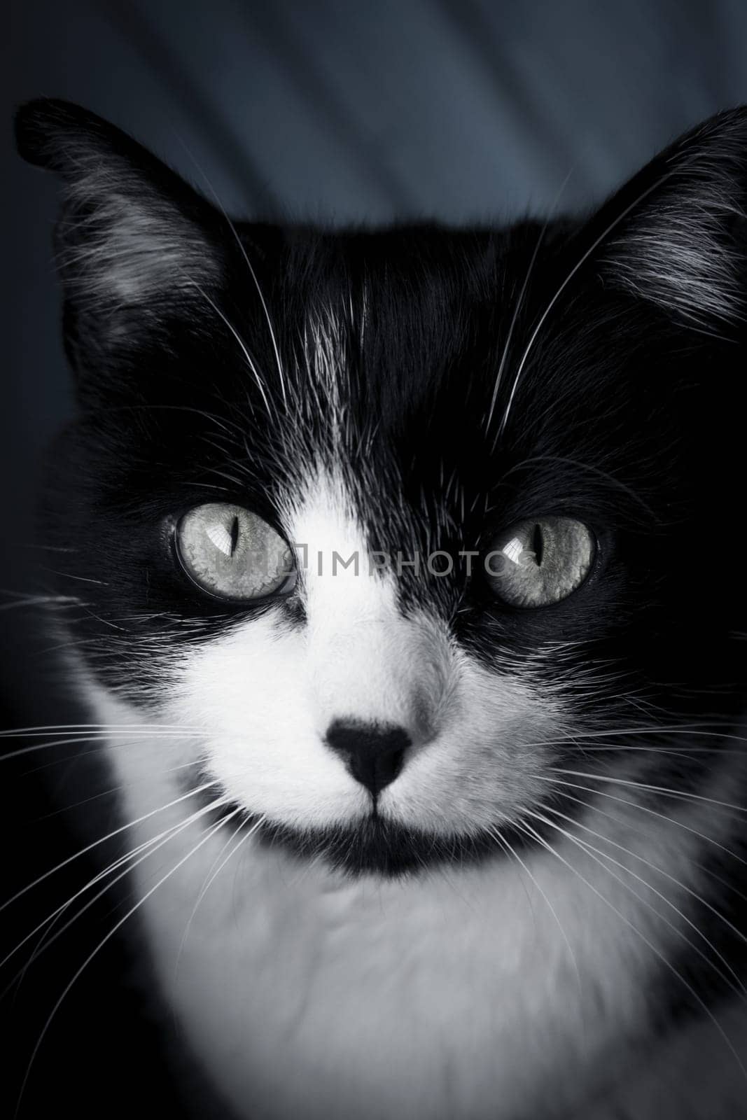 Portrait of black and white cat about 7 years old by GemaIbarra